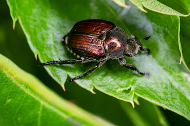 A close up of a beetle on a leaf