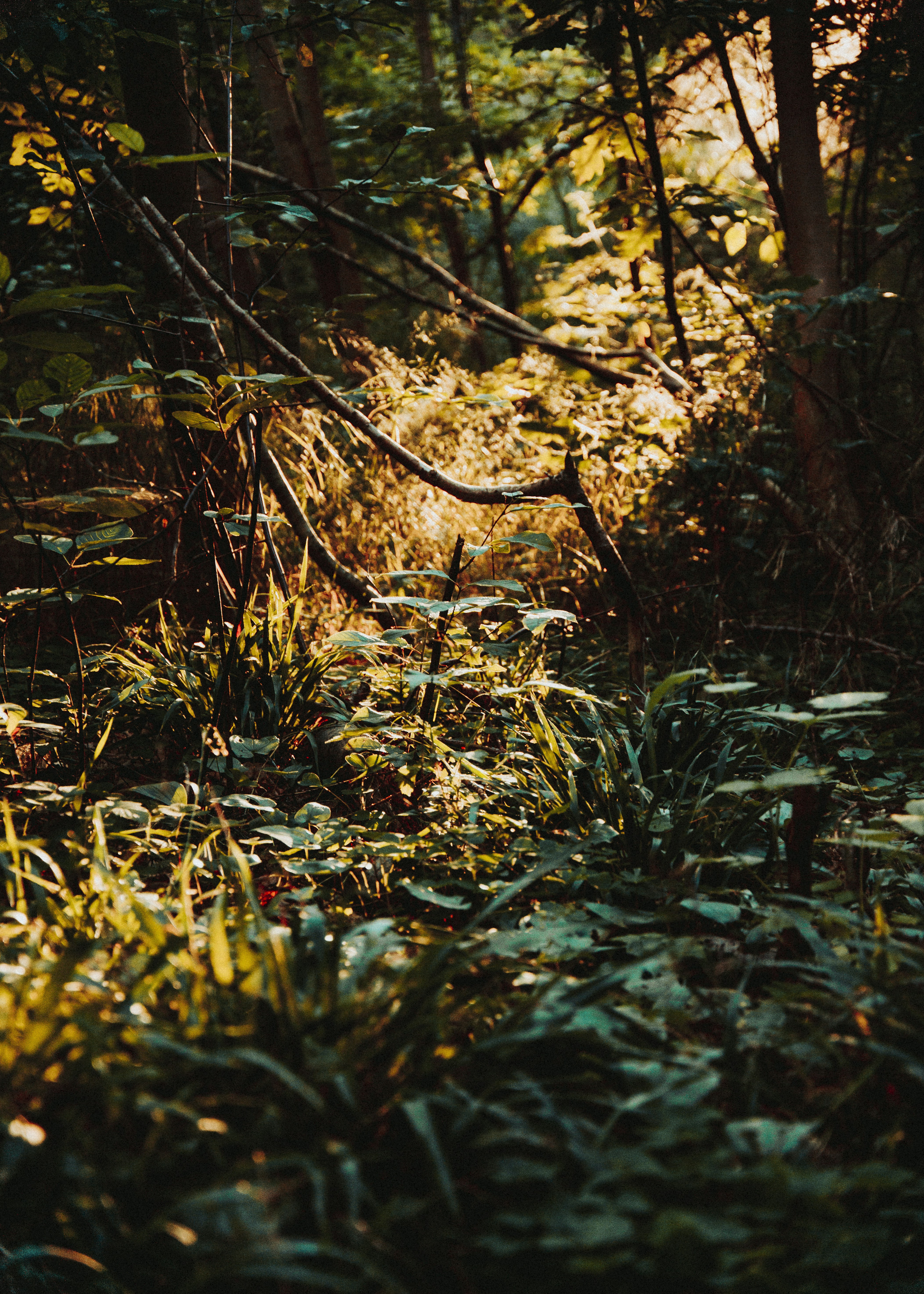 Photo by iamfrancismorgan