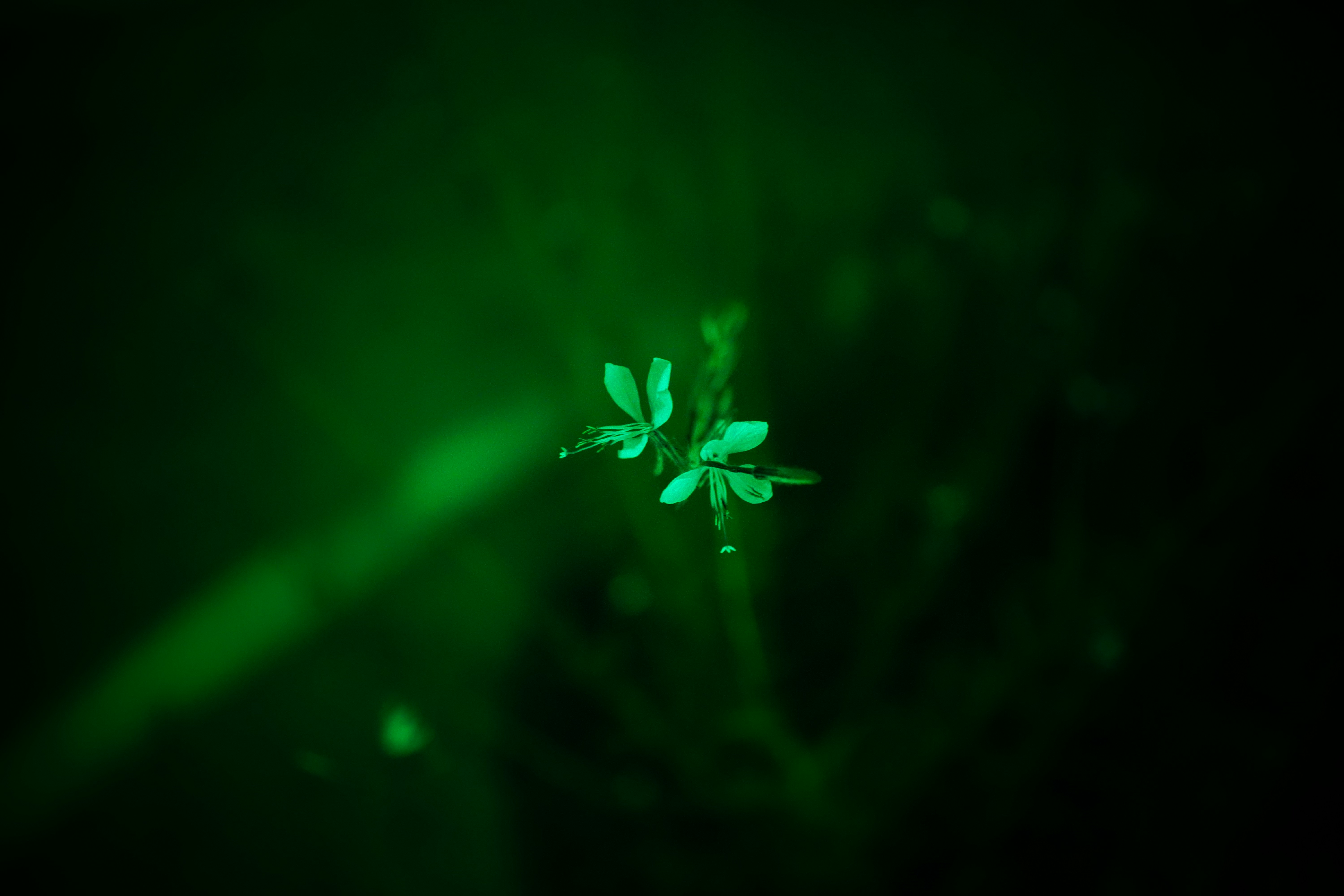 A blurry photo of a plant with a green light