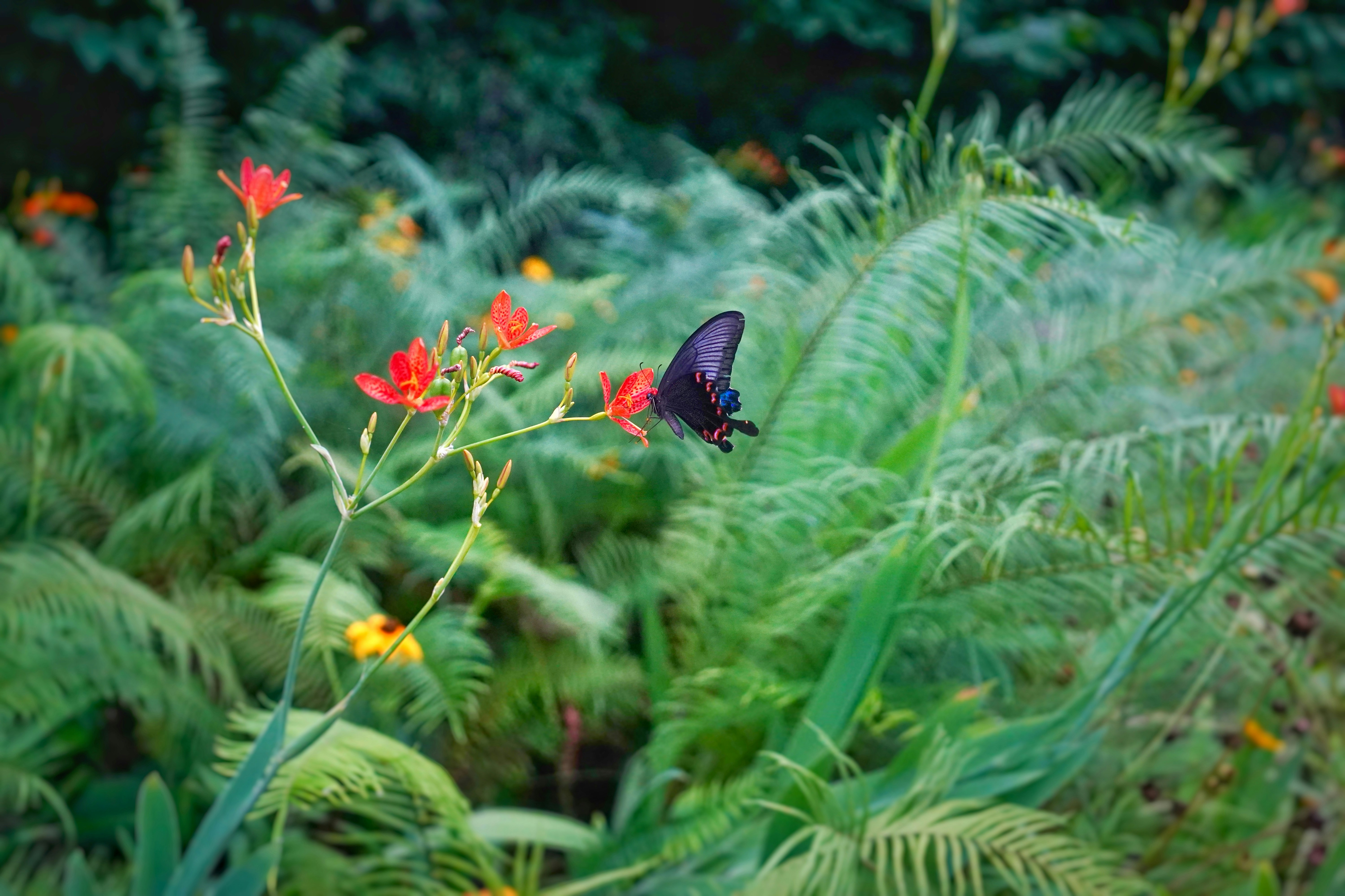 A black butterfly sitting on top of a red flower