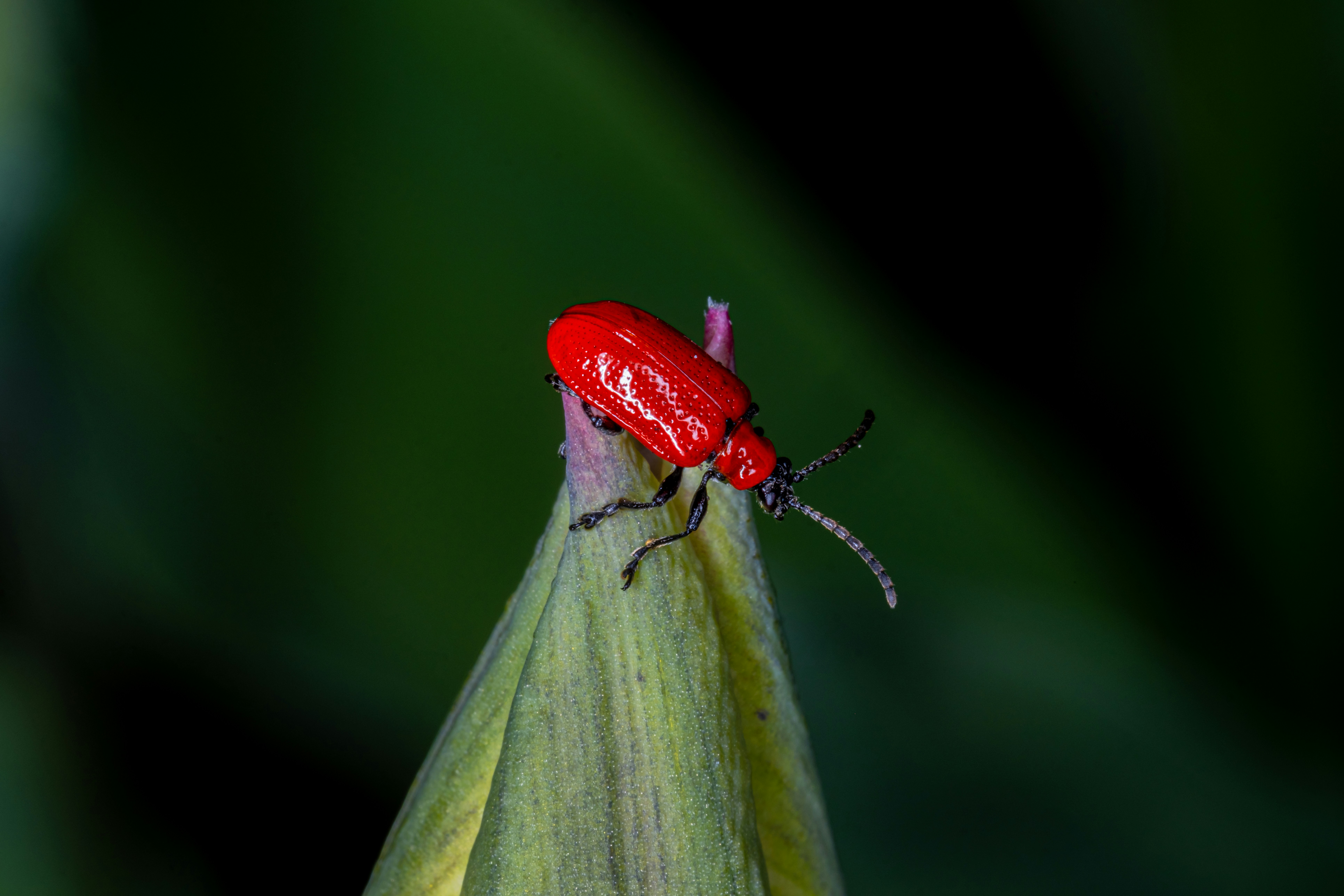 Photo by alexandredaoust