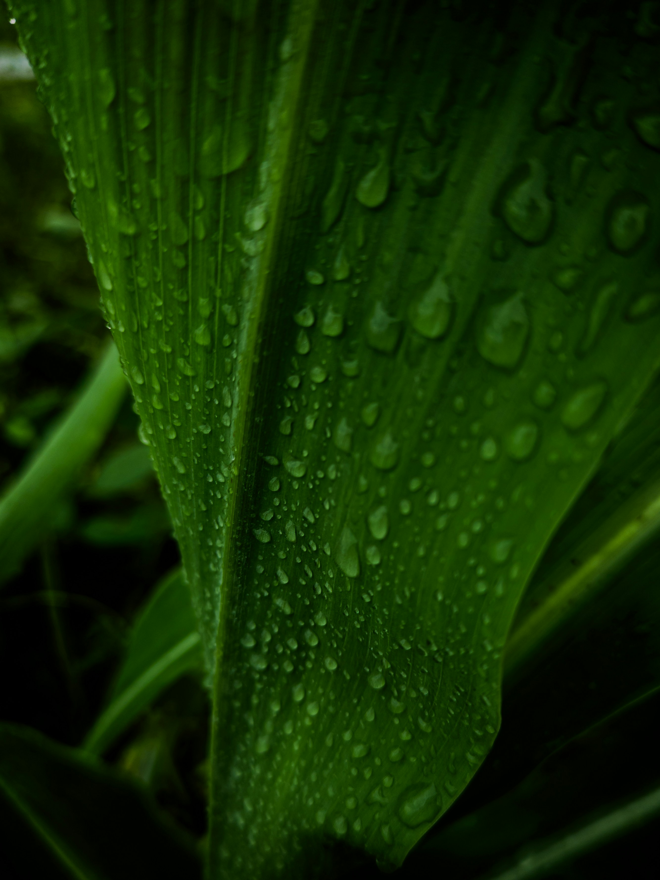 Photo by mdriazrajusk