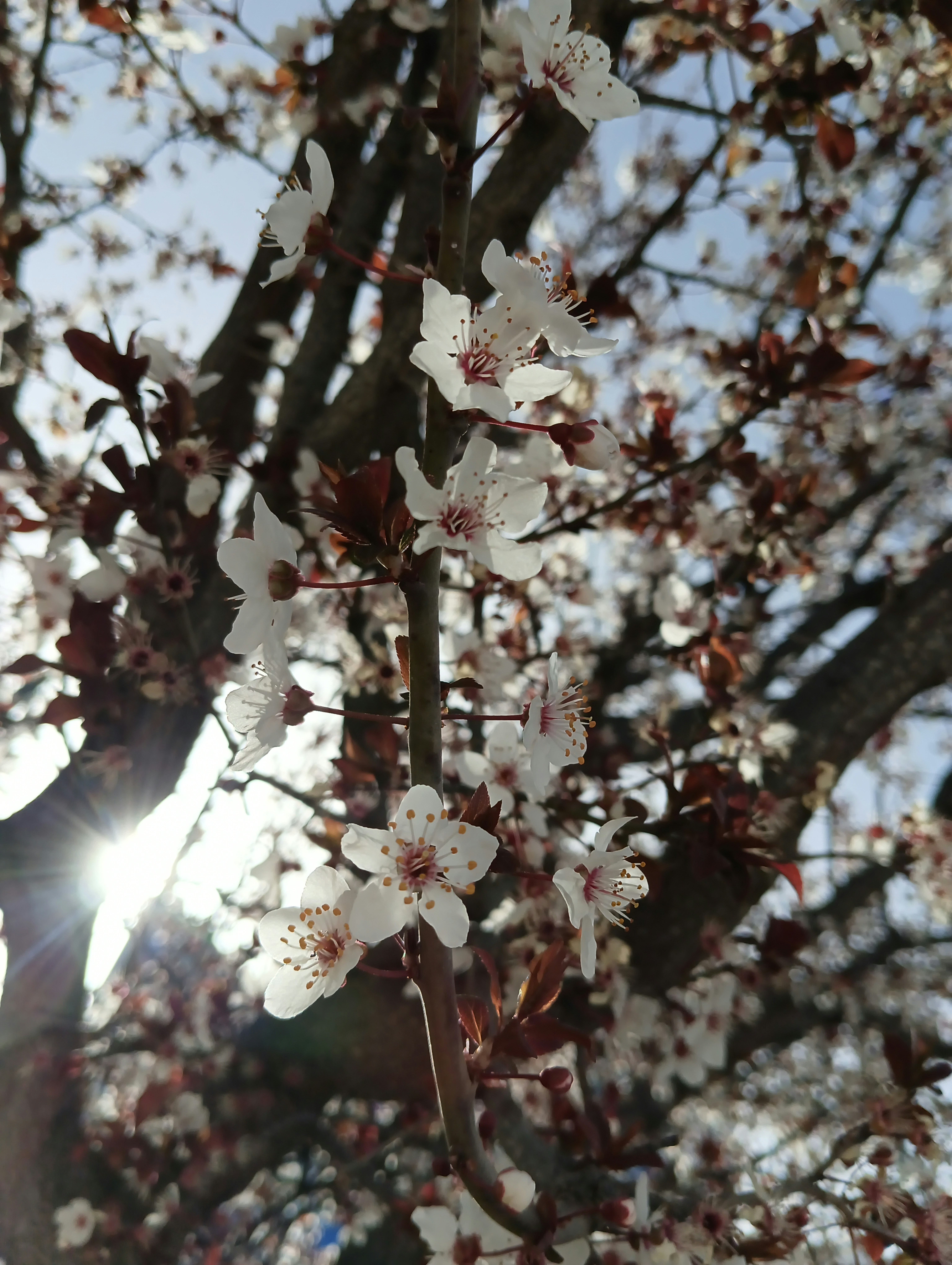 The sun shines through the branches of a tree