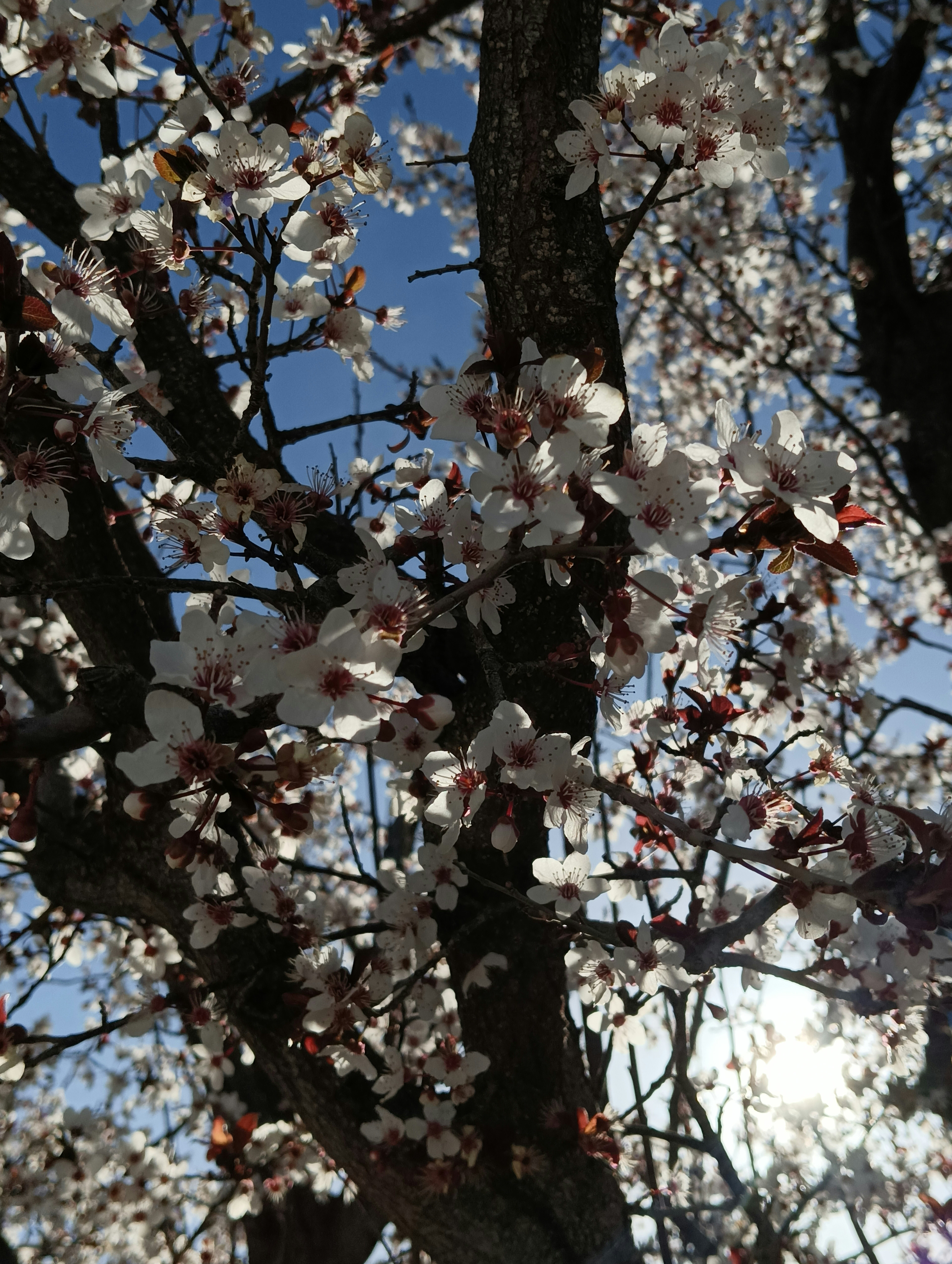 A close up of a tree with white flowers