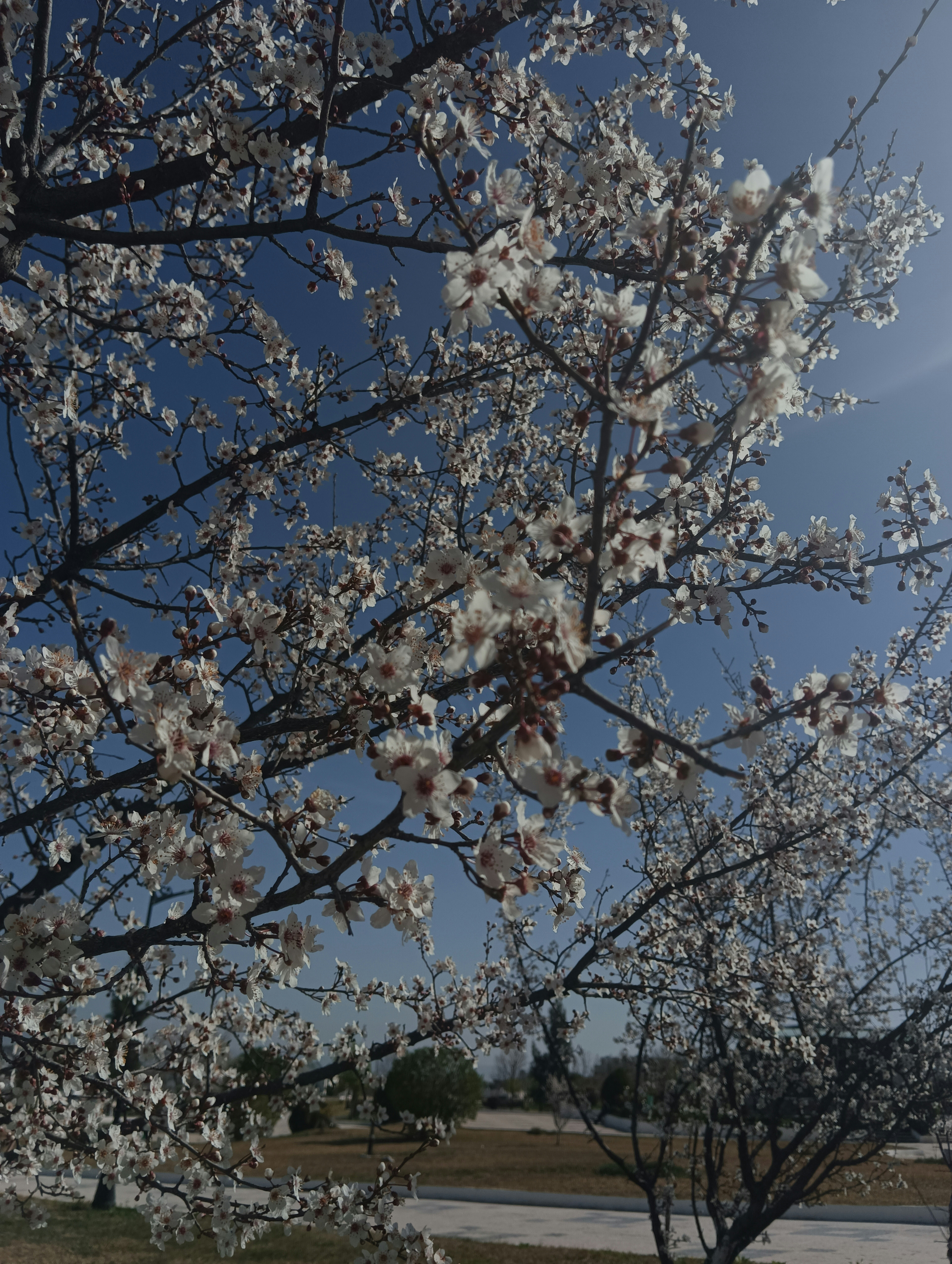 A tree with white flowers and a blue sky in the background