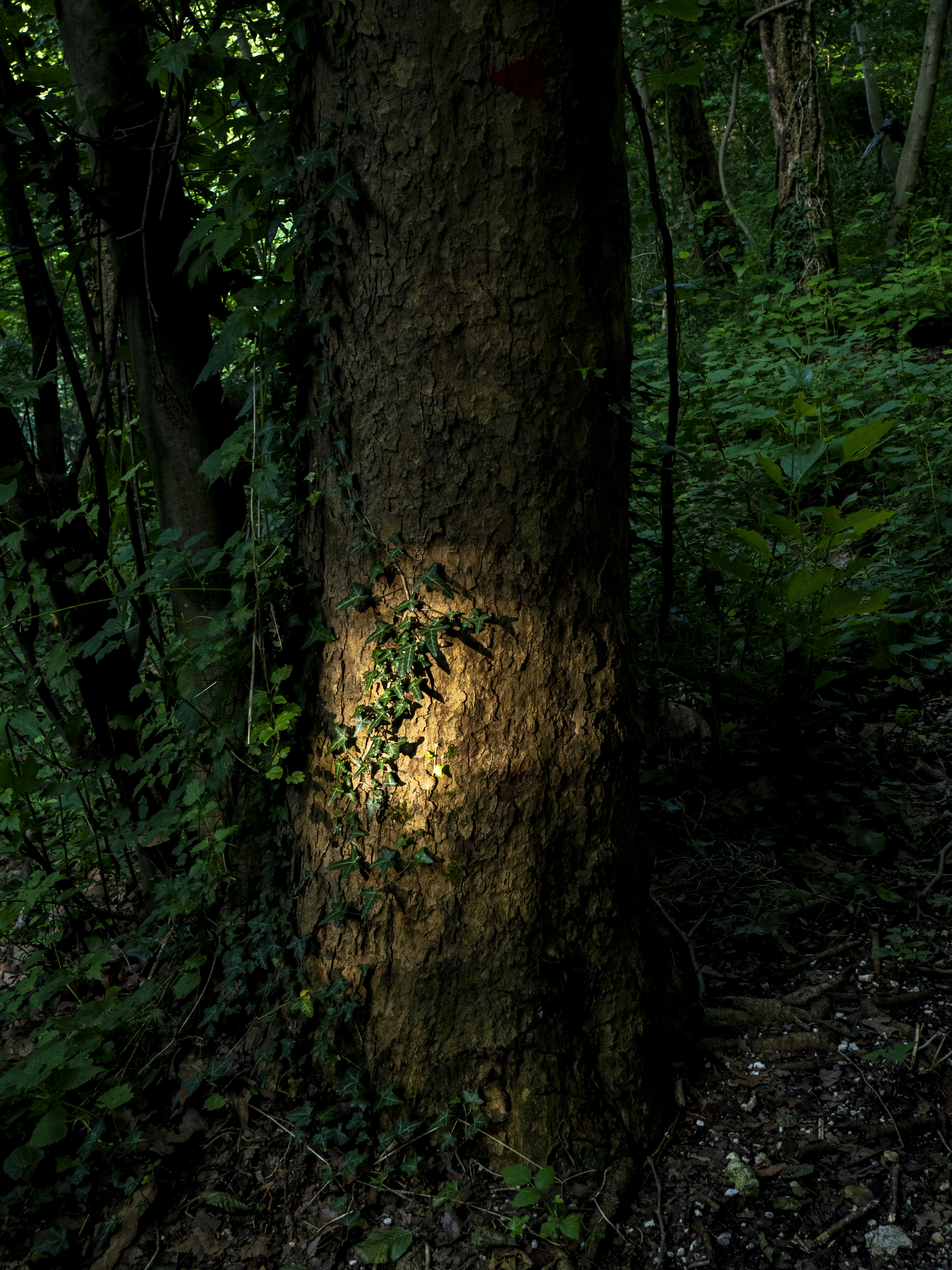 Photo by gopitri_prem