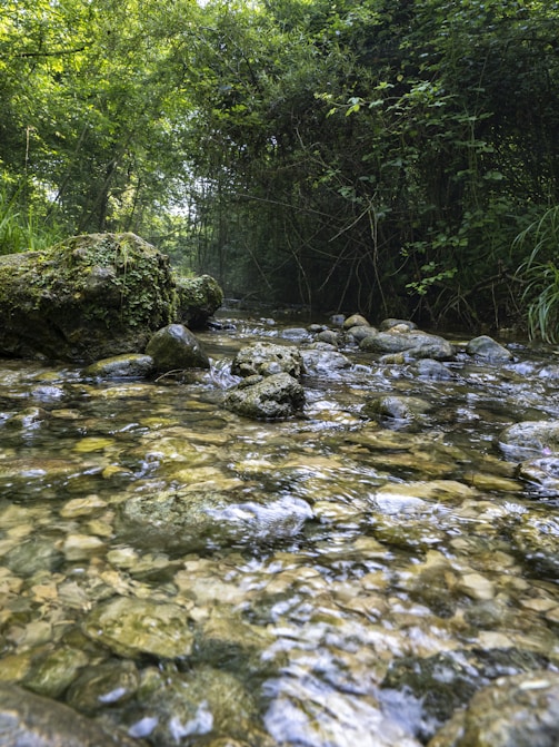 A stream running through a lush green forest