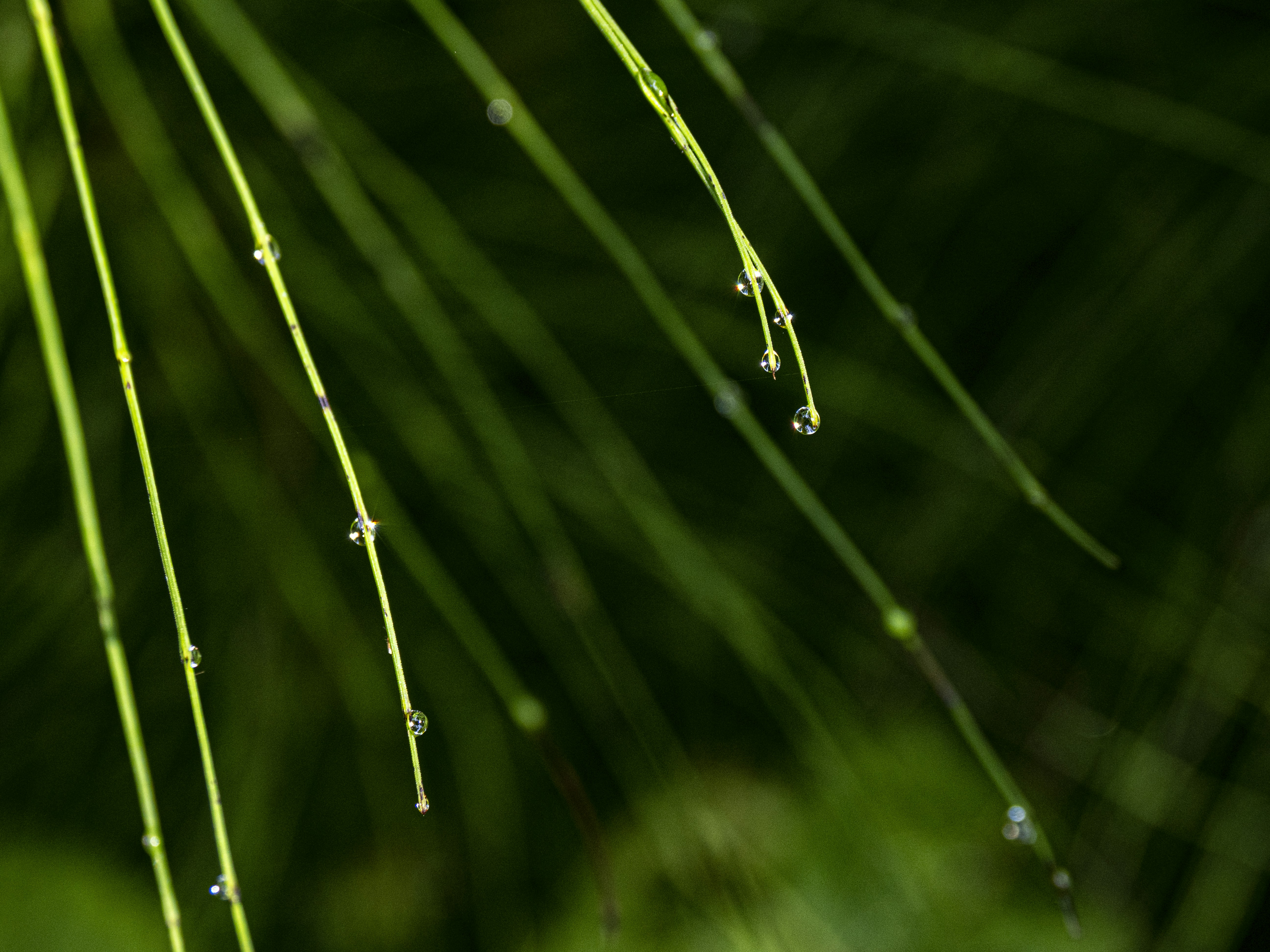 Photo by gopitri_prem