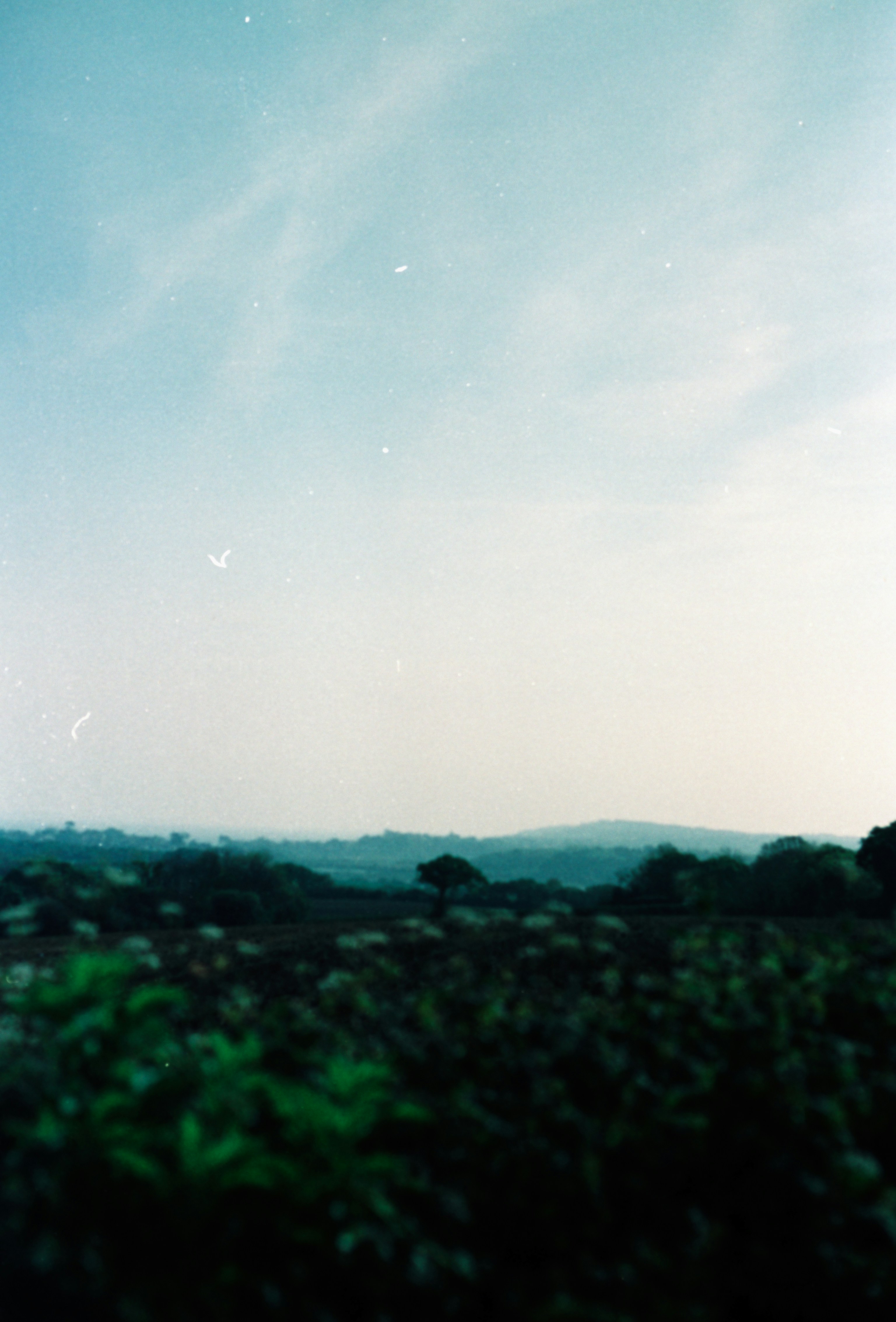 A view of a grassy field with trees in the distance