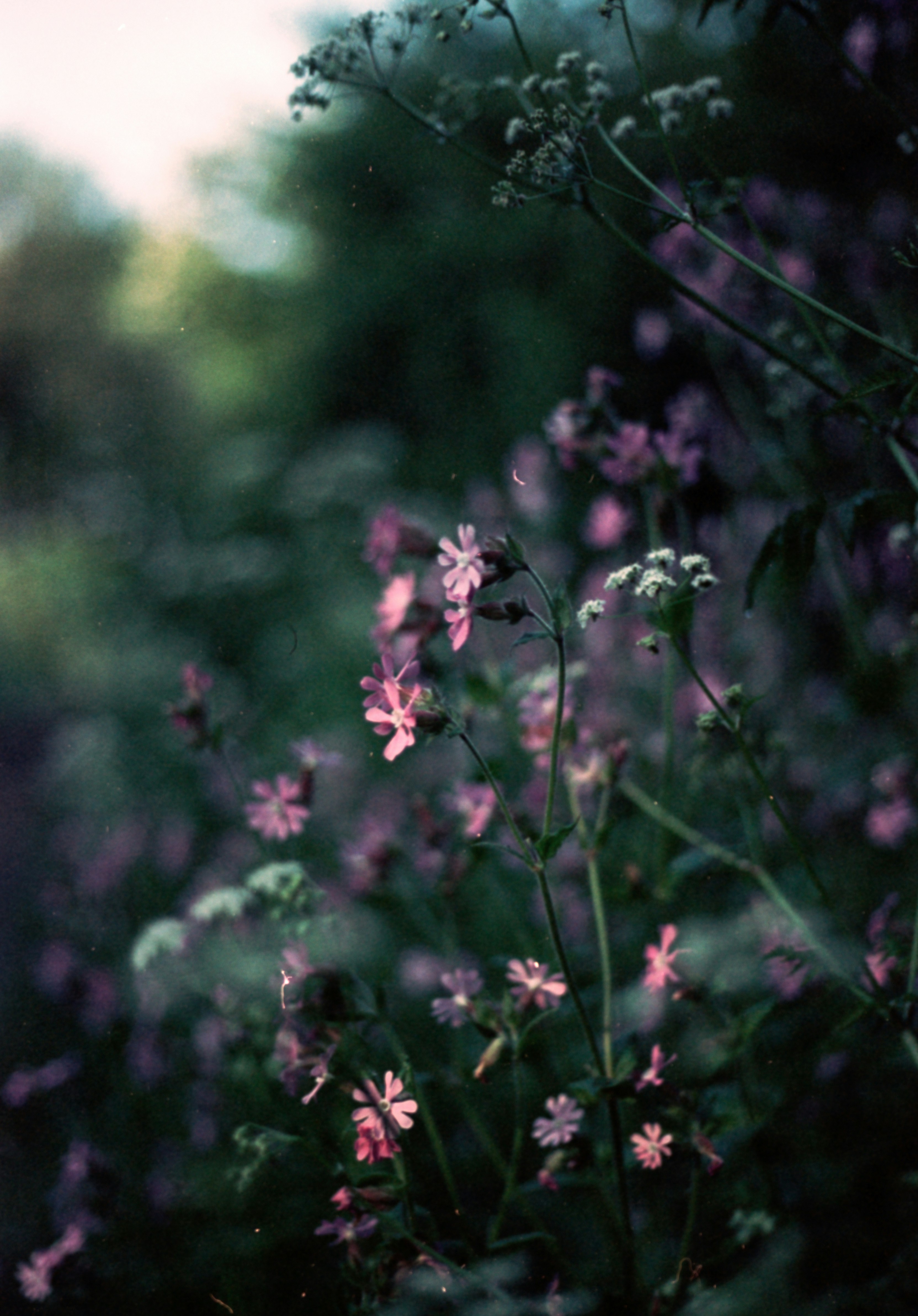 Photo by anniespratt