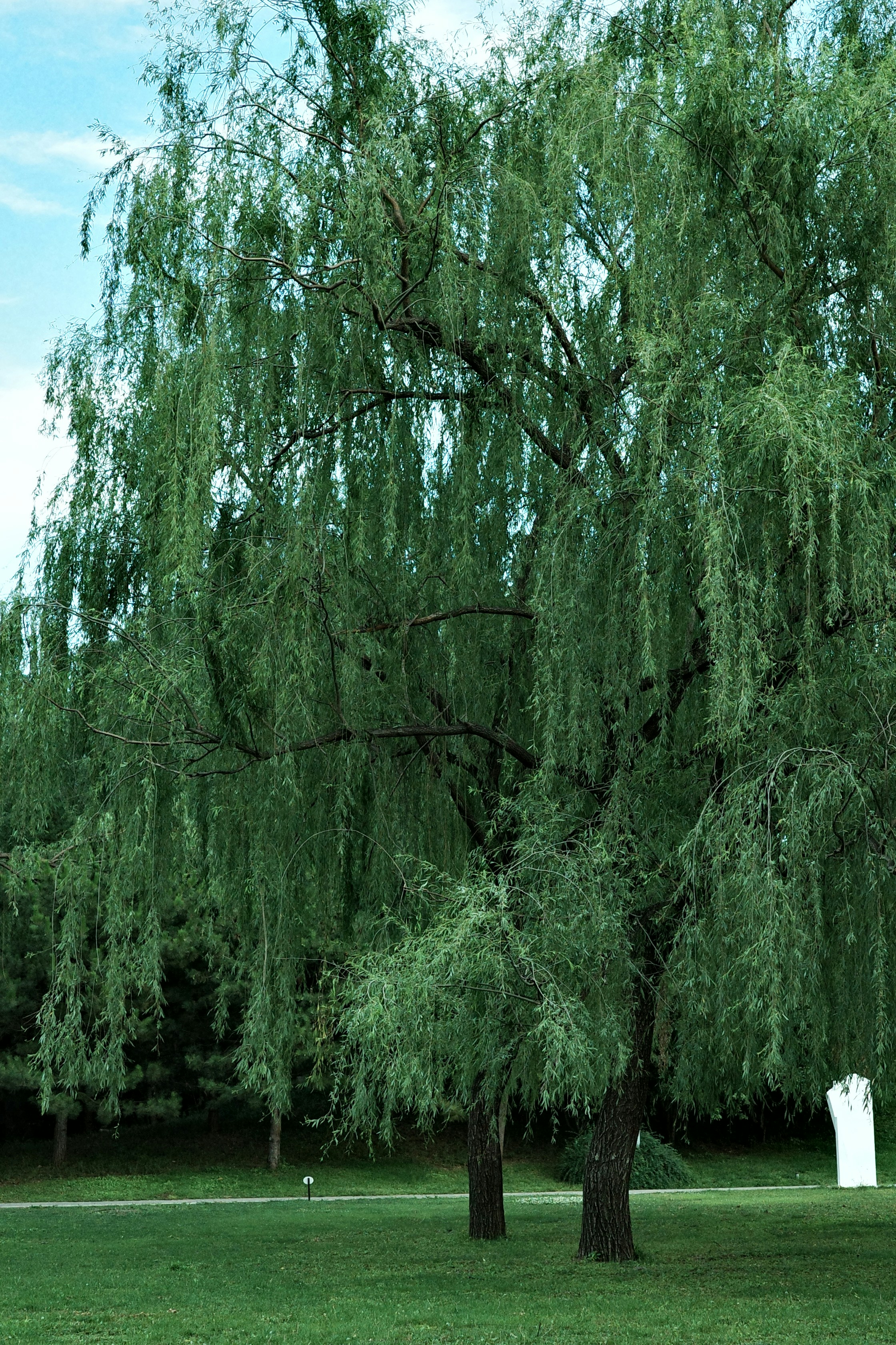 Silver Willow