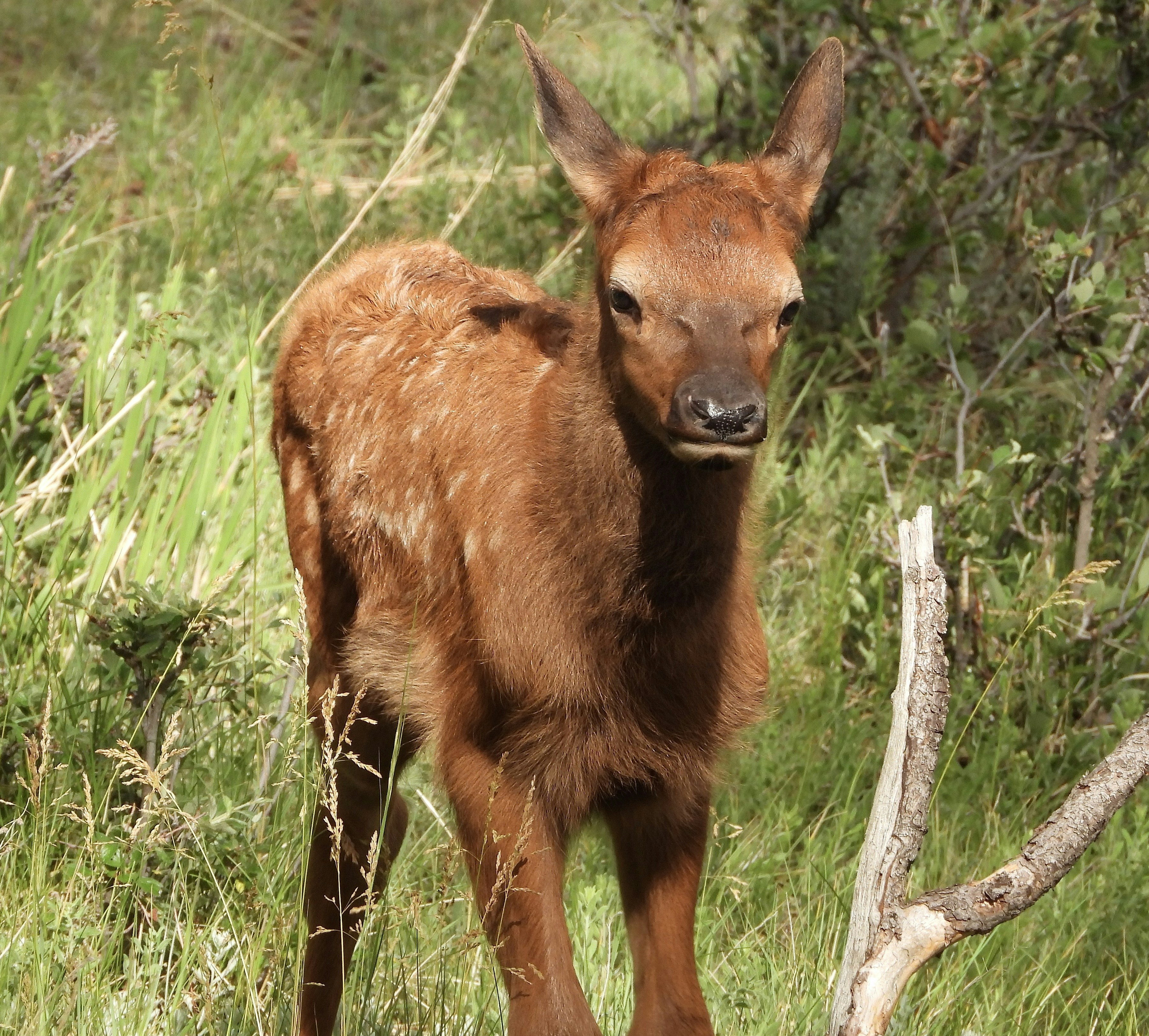 A baby deer is standing in the grass photo – Free Wildlife Image on Unsplash, image size:3000x2705