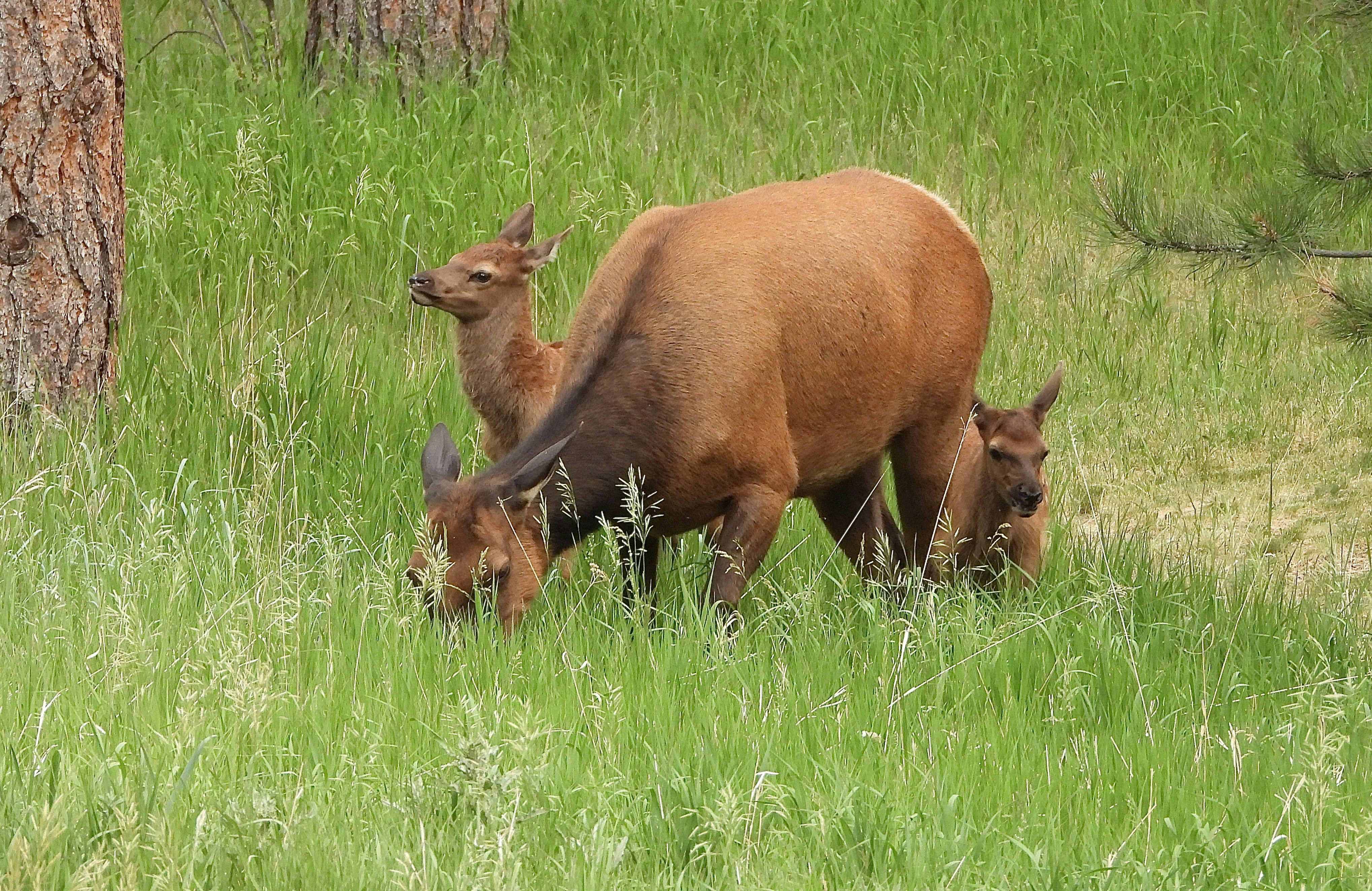 Photo by evergreene24