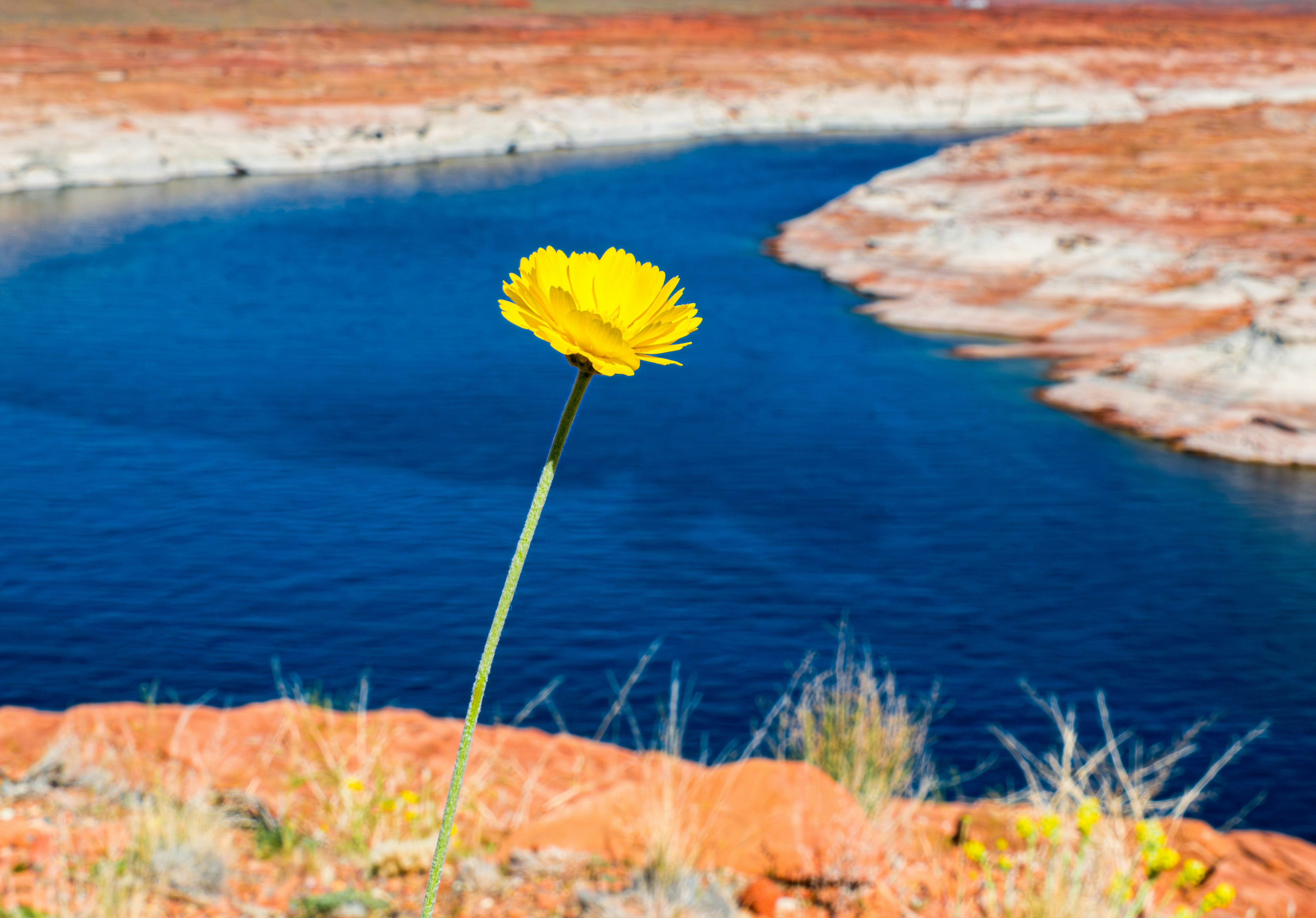 A single yellow flower sitting in the middle of a lake