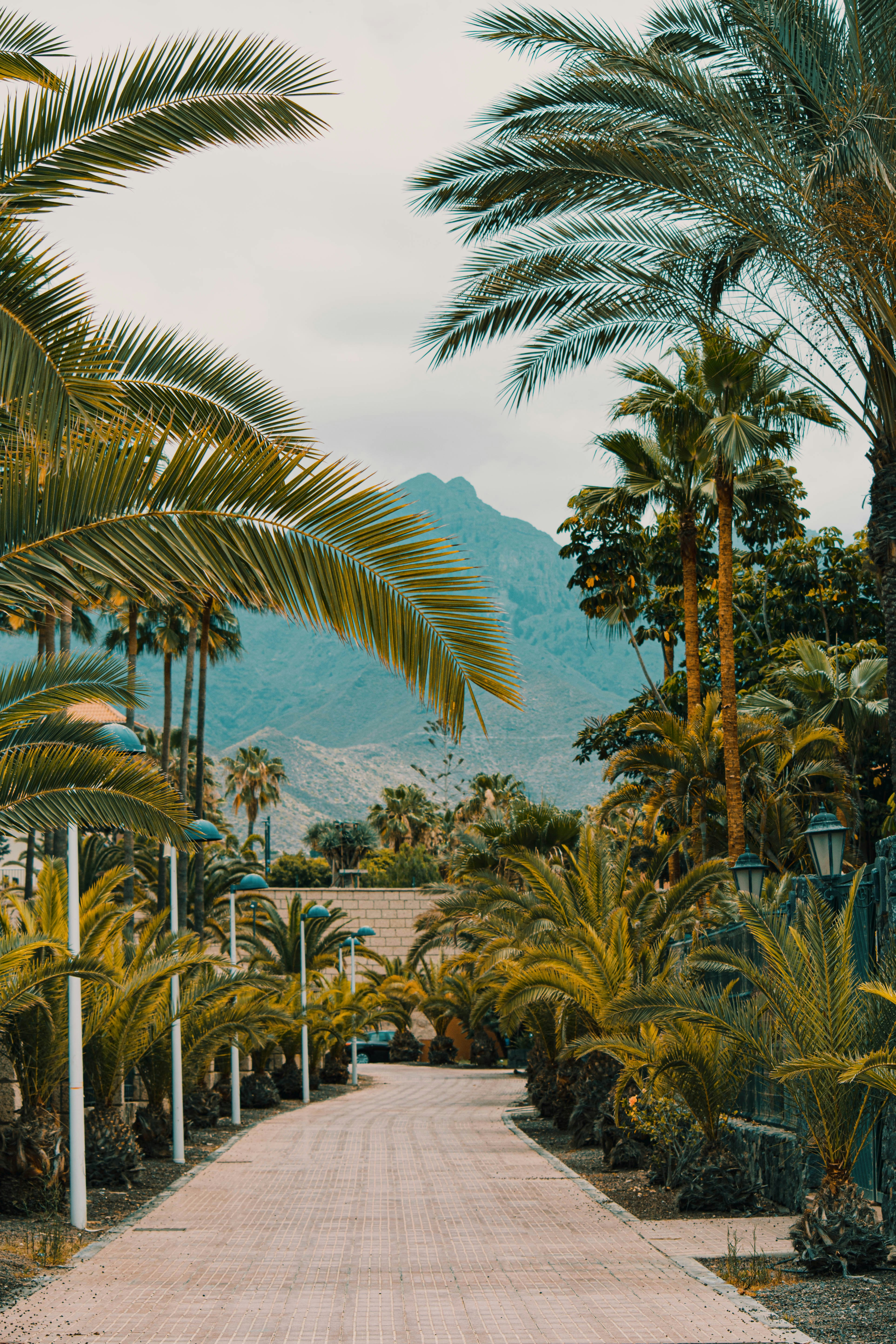 A dirt road surrounded by palm trees and mountains