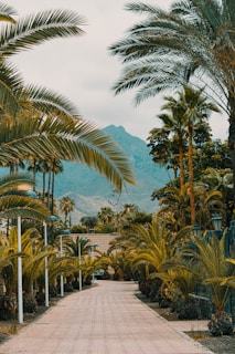 A dirt road surrounded by palm trees and mountains