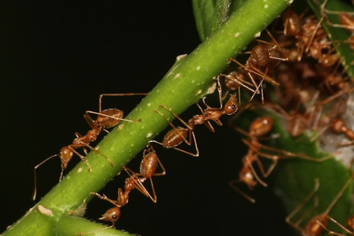 A group of ants on a green plant