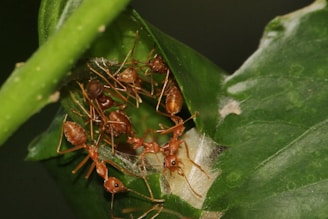 A group of red ants on a green leaf