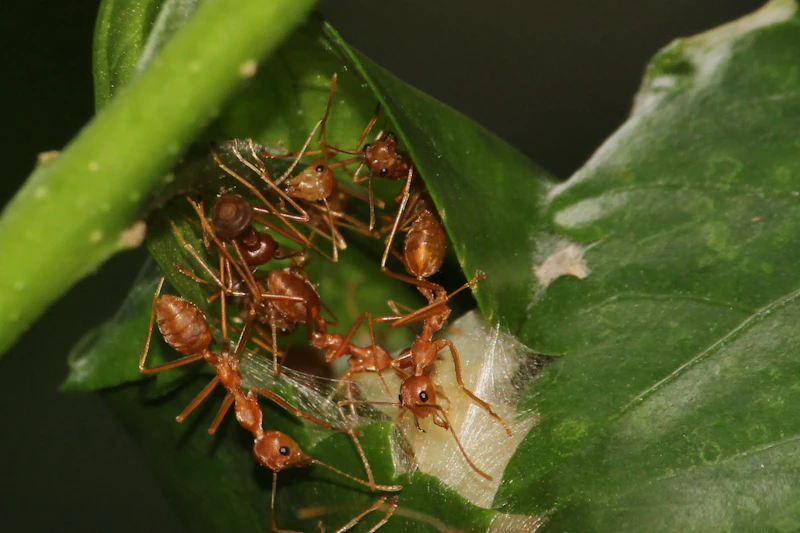 Aphid Colonies — Sap-Sucking on New Growth