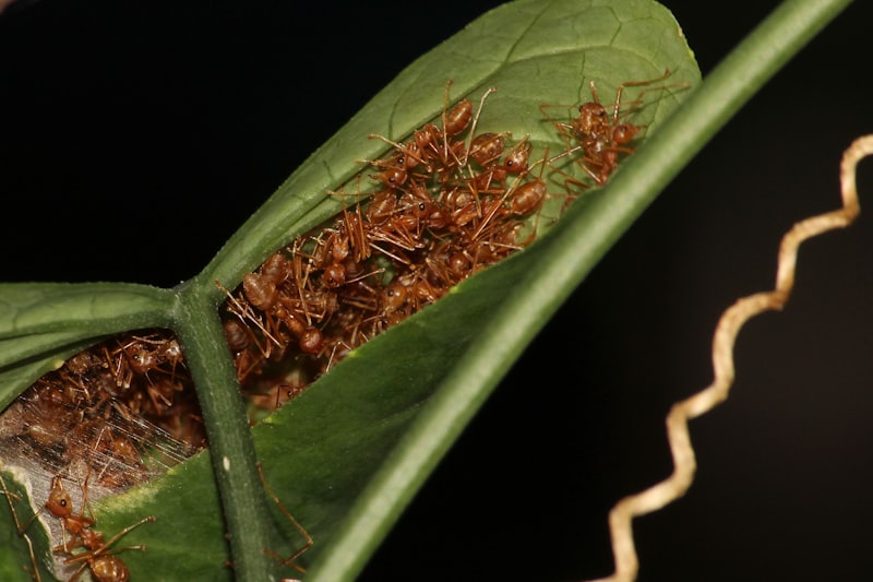 Scale insects on a plant stem — these small bumps are often mistaken for bark texture rather than recognized as a pest