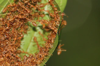 A group of ants crawling on a leaf