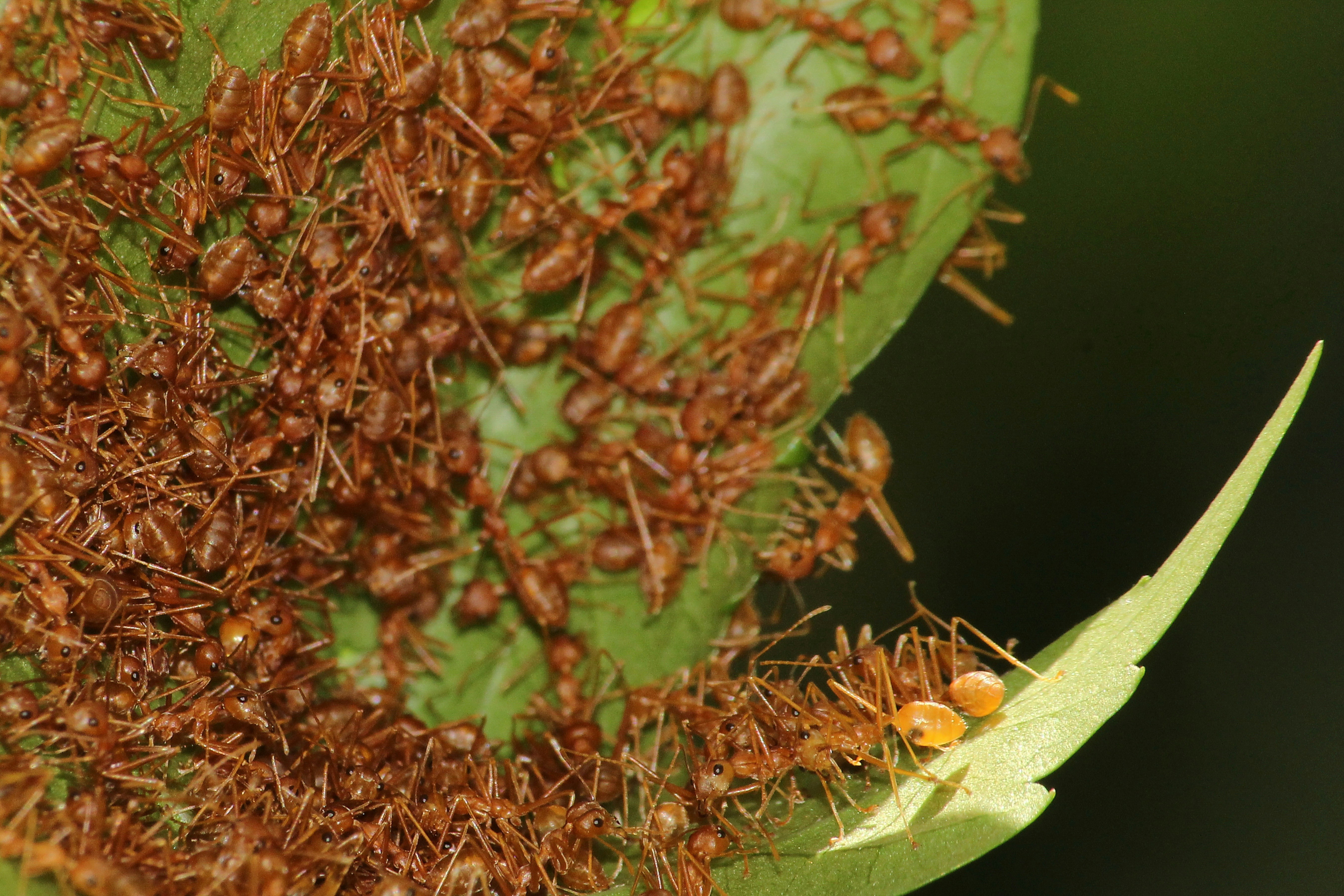 A close up of a bunch of bugs on a plant