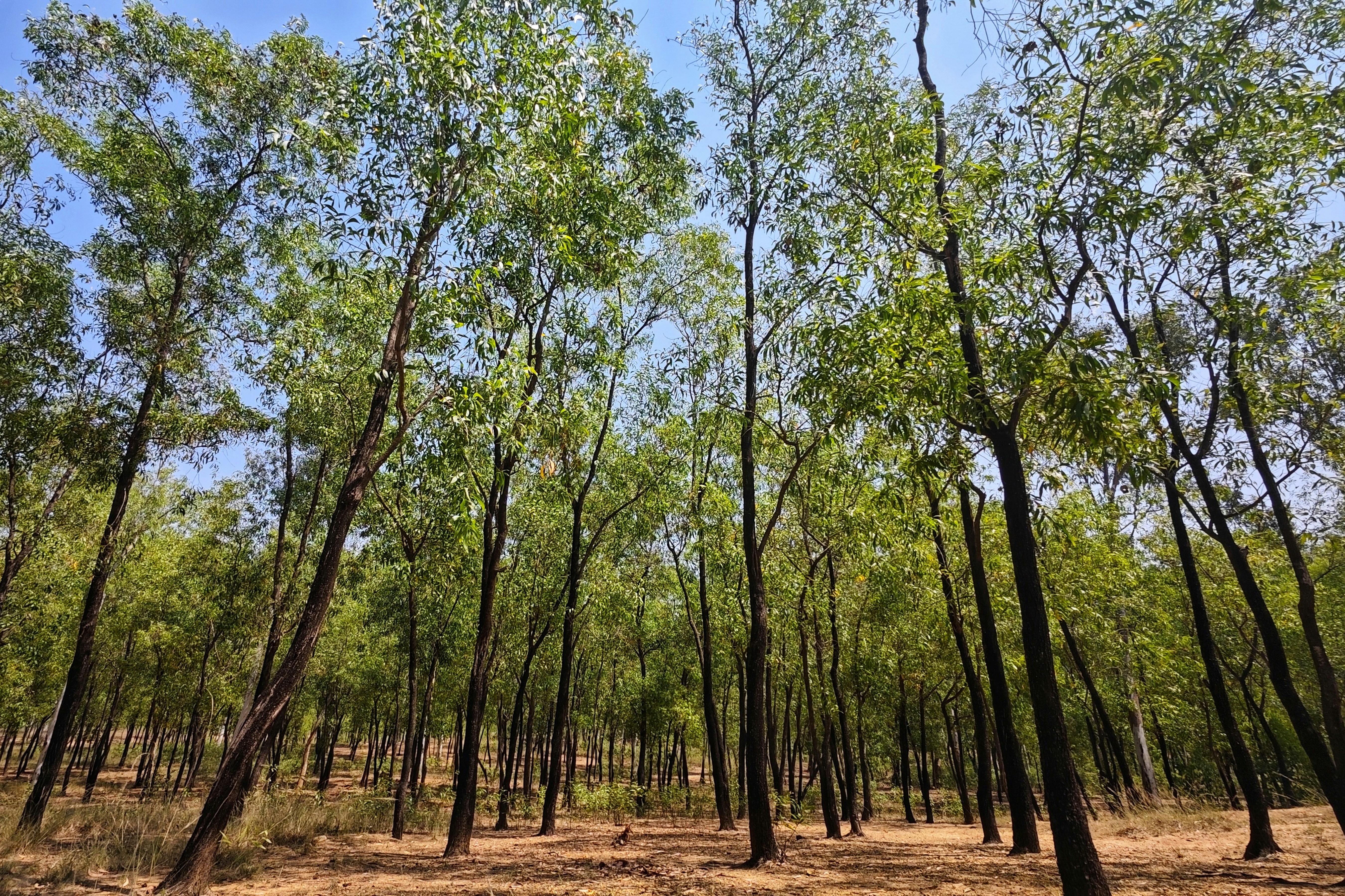 A forest filled with lots of tall trees