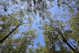 Looking up at the tops of tall trees