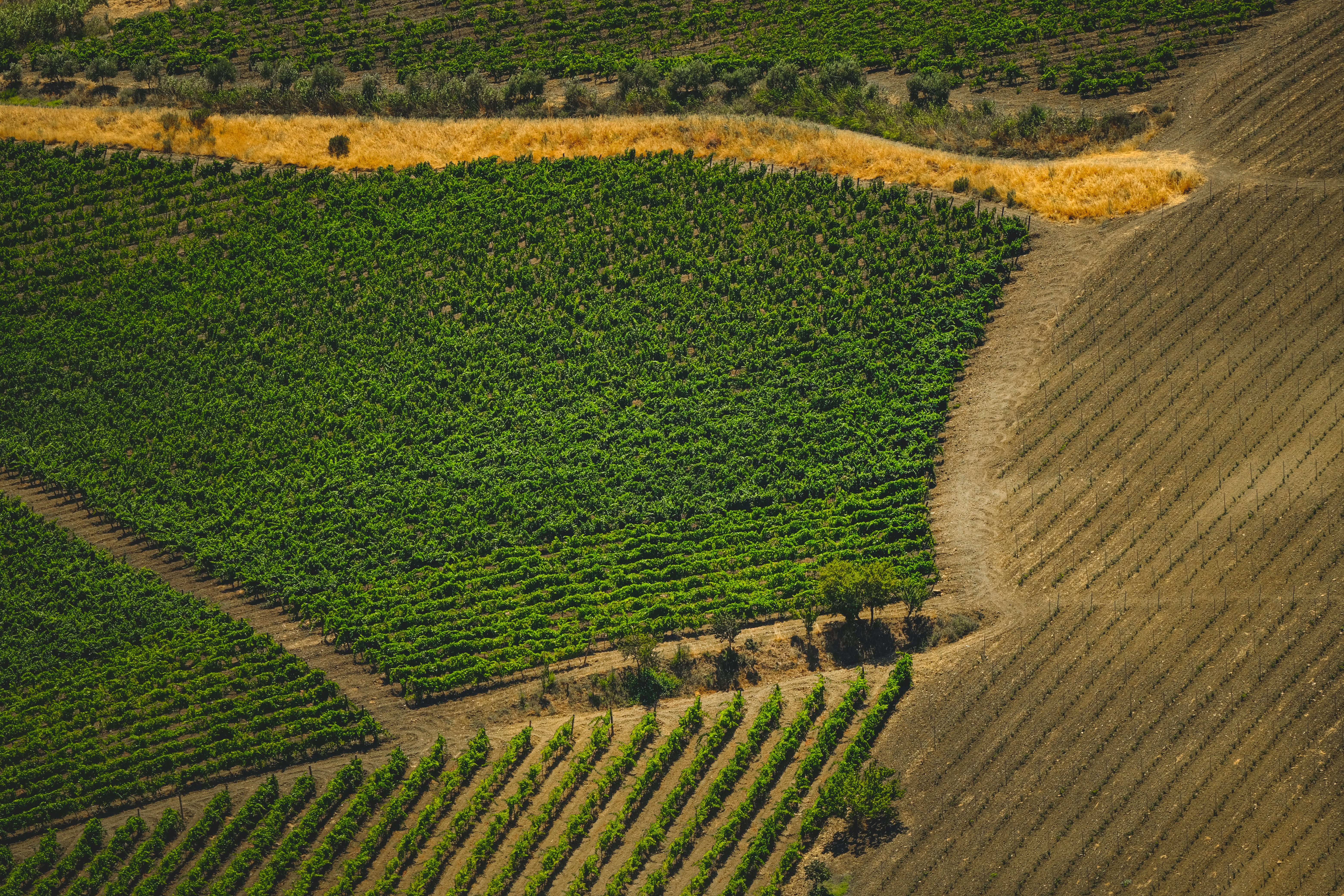 Photo by francesco_ungaro