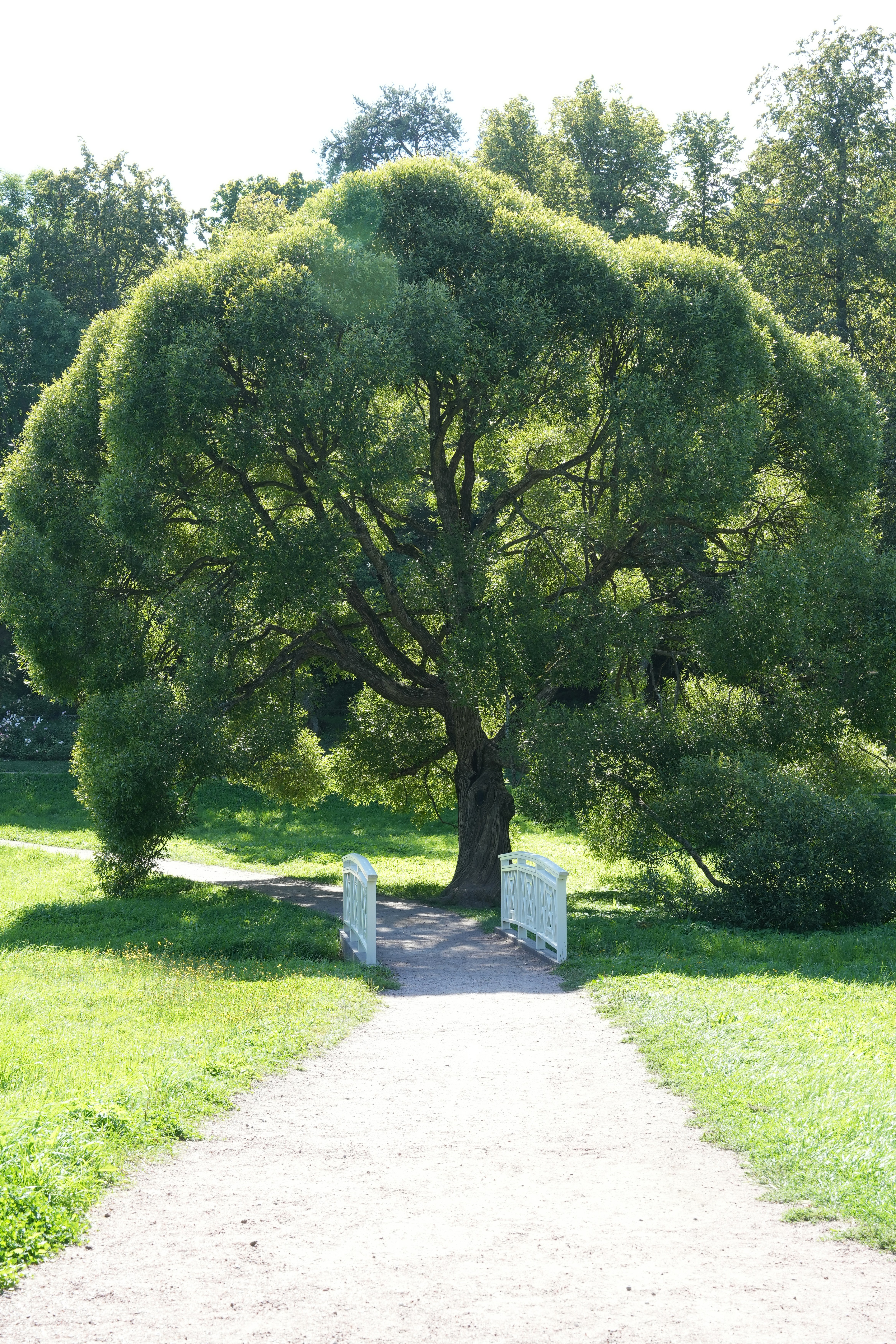 A path leading to a large tree in a park