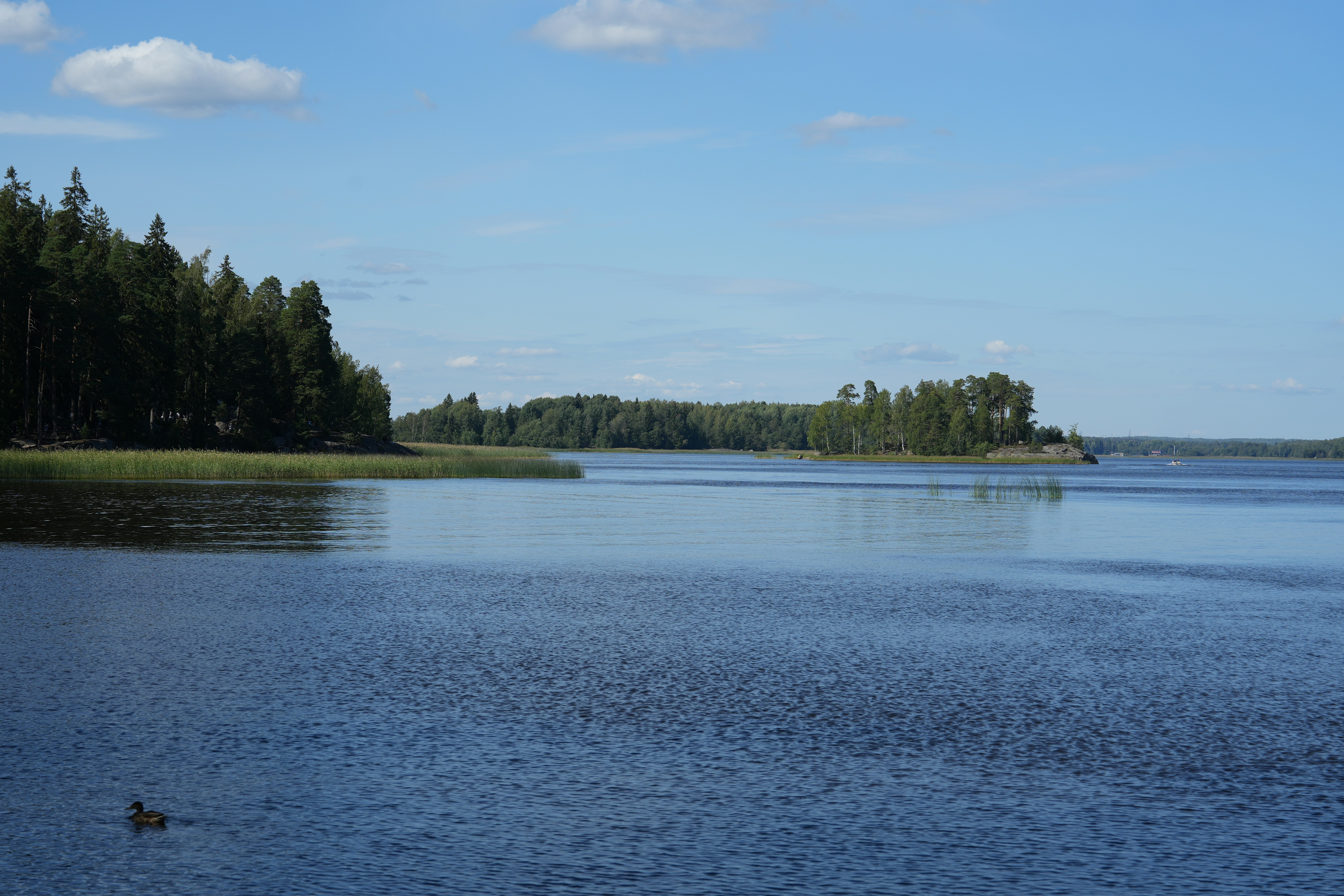 A large body of water surrounded by trees