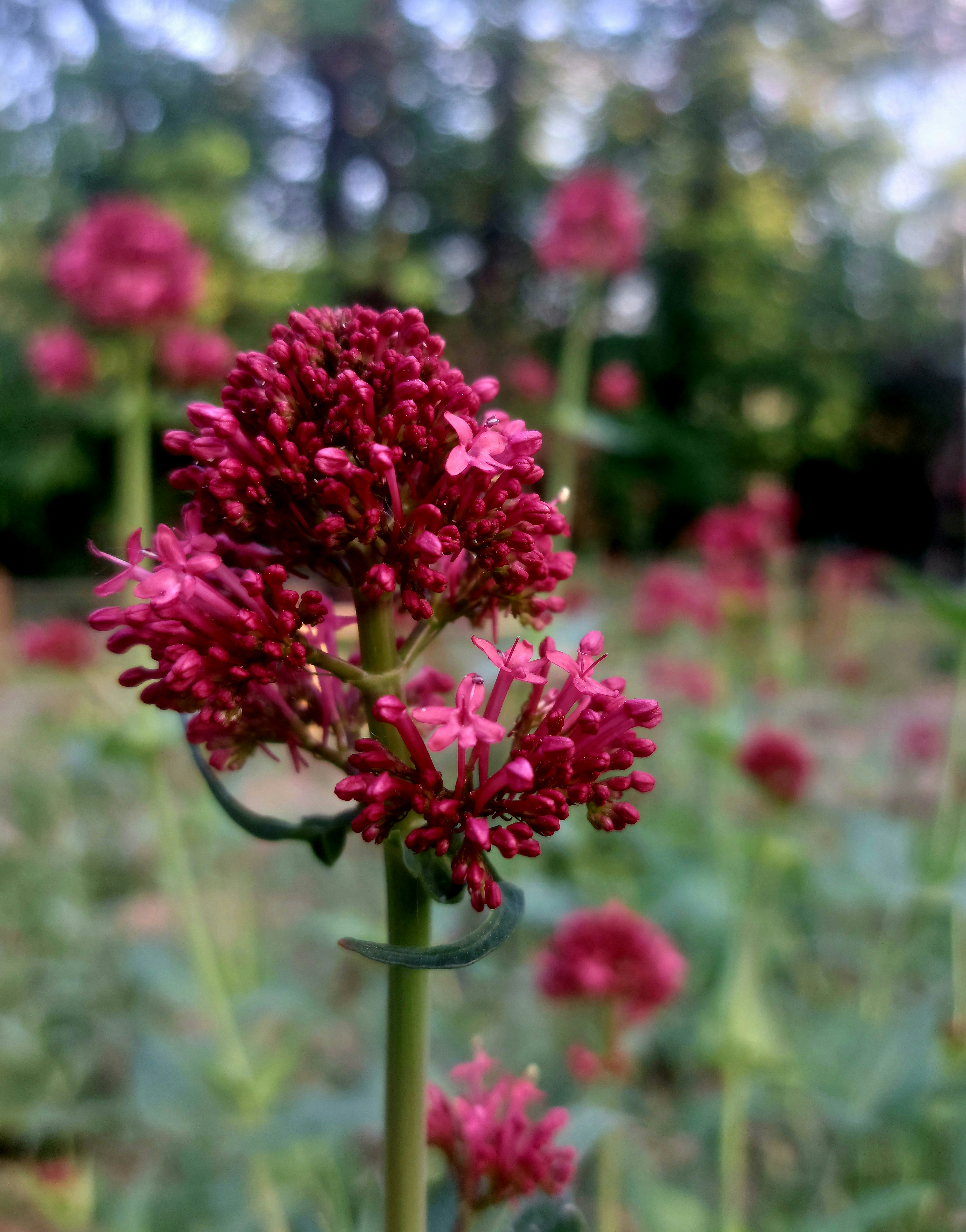 Photo by purple_iris