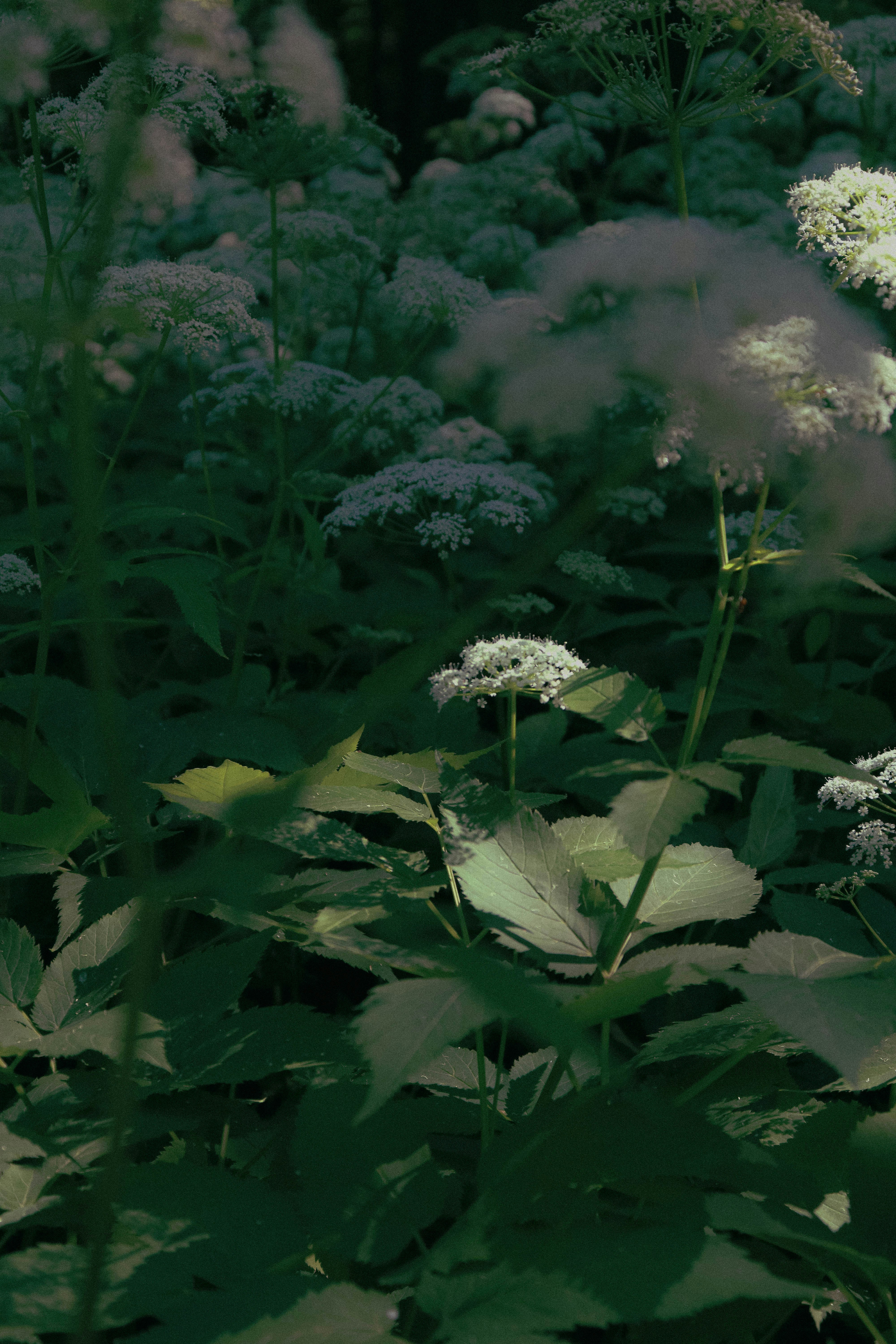 A bunch of flowers that are in the grass