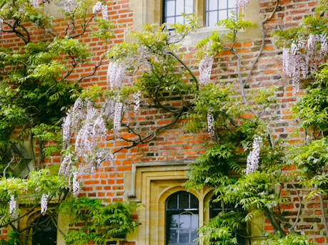 A brick building with lots of green plants growing on it
