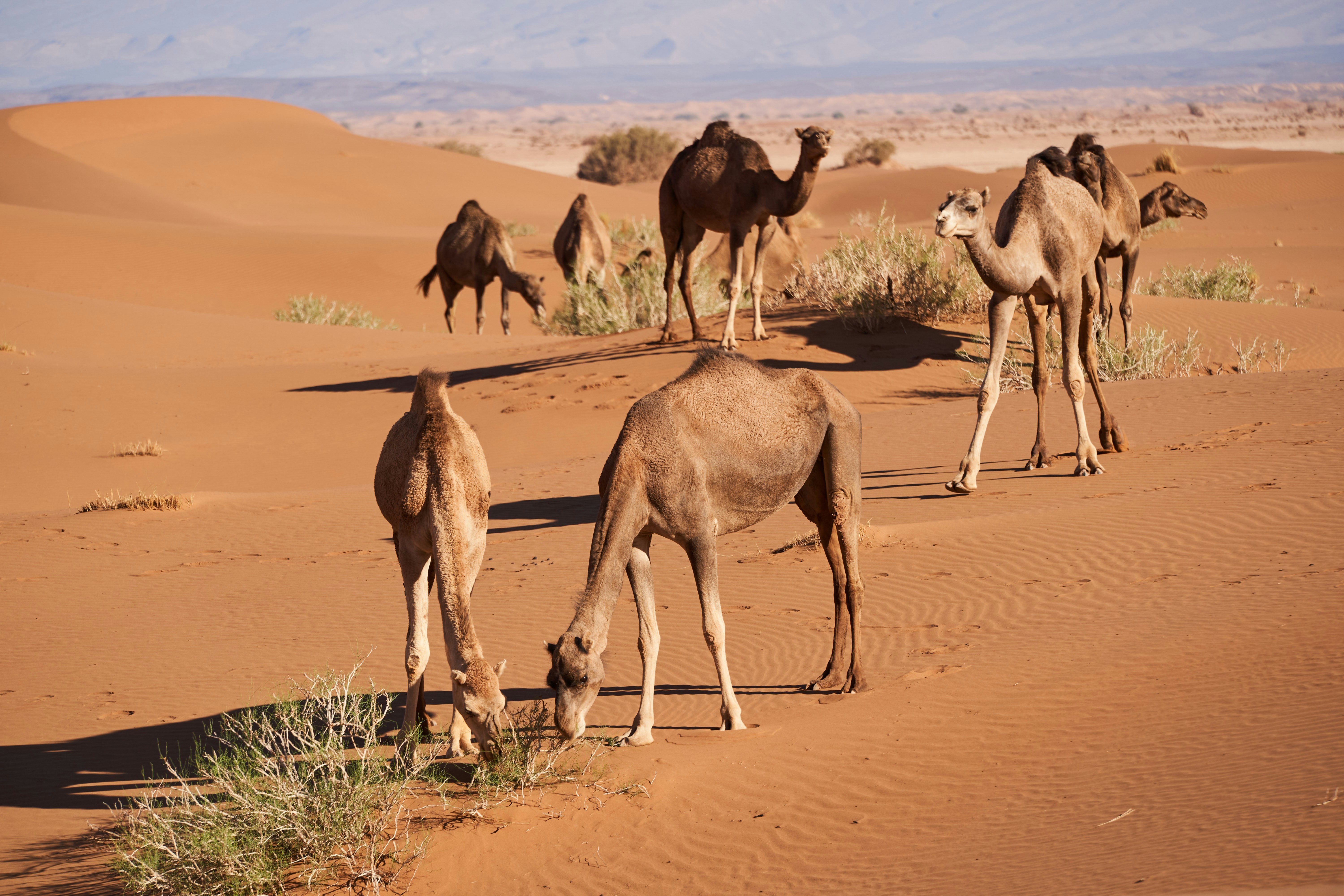 Photo by wolfgang_hasselmann