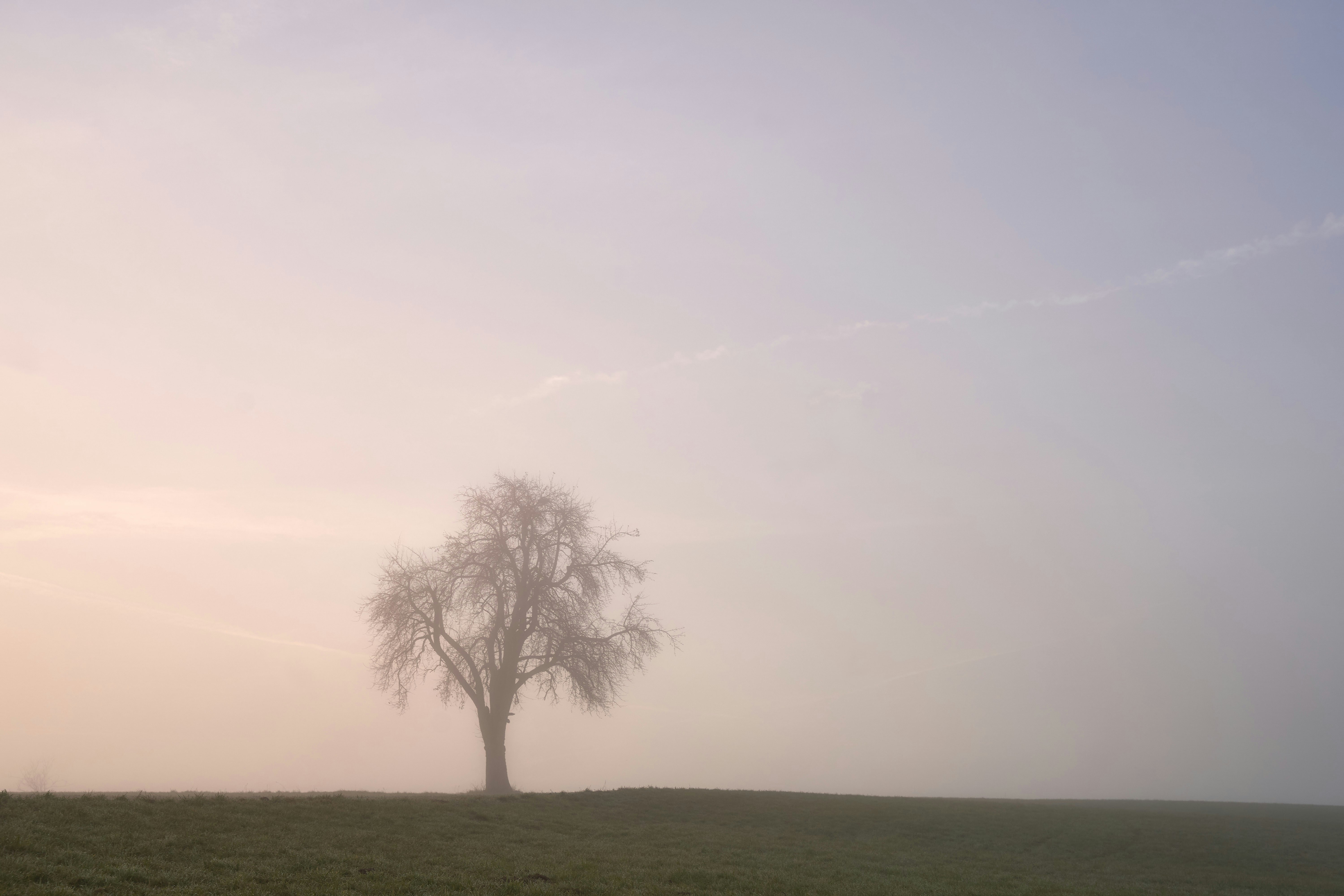 Photo by wolfgang_hasselmann