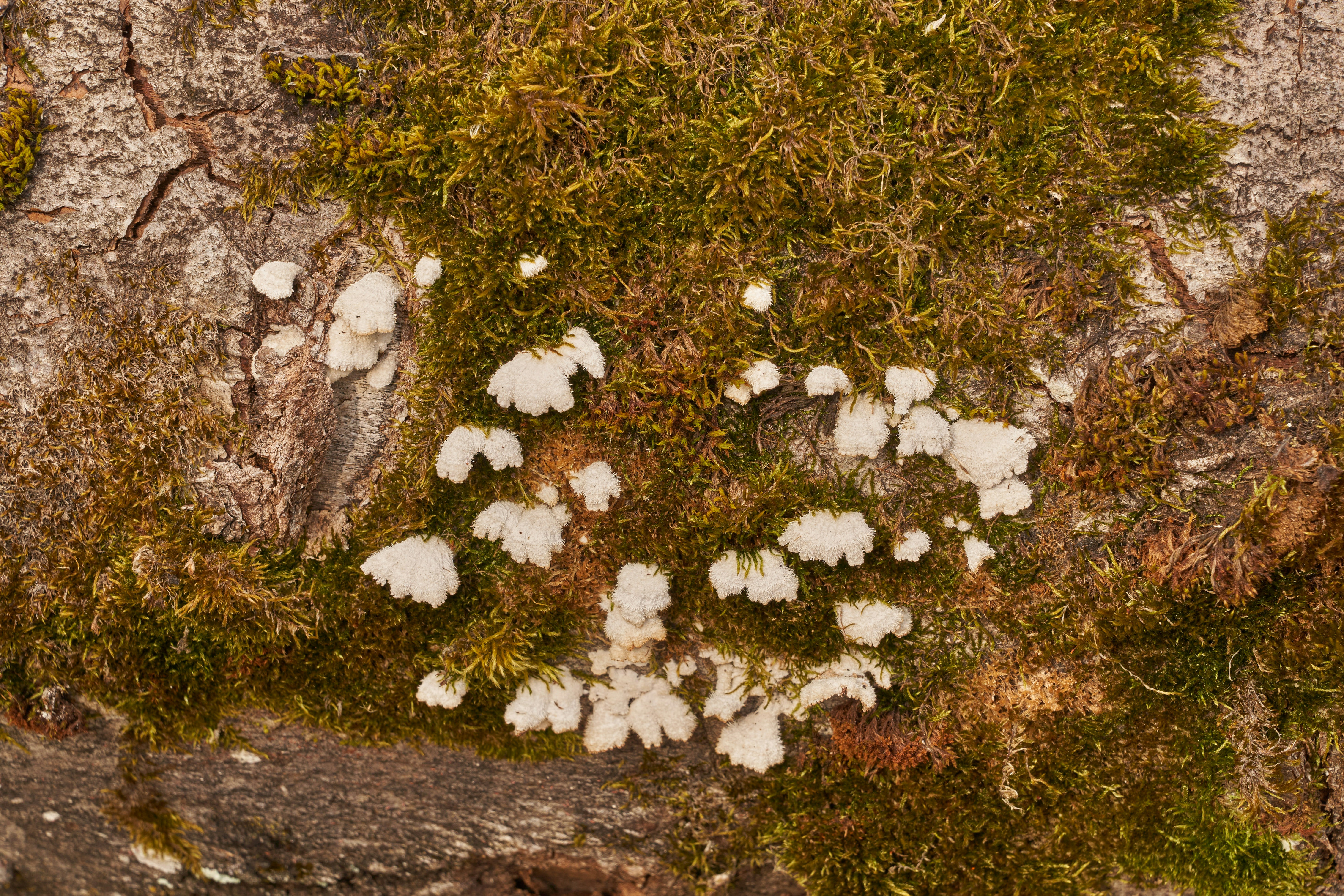 Photo by wolfgang_hasselmann