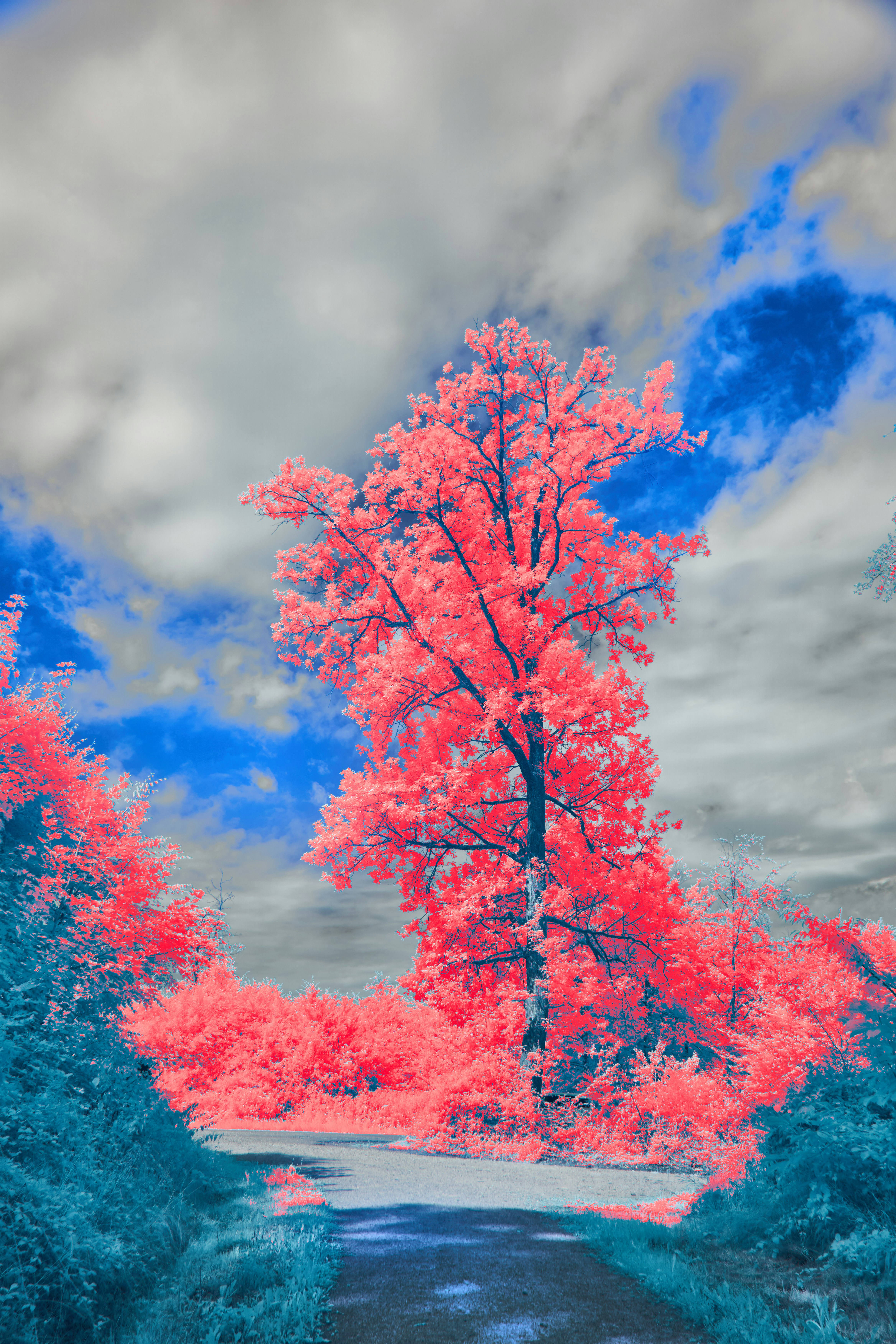 Photo by wolfgang_hasselmann