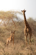 A couple of giraffe standing on top of a dry grass field
