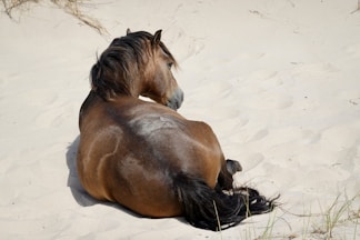 A brown horse laying on top of a sandy beach