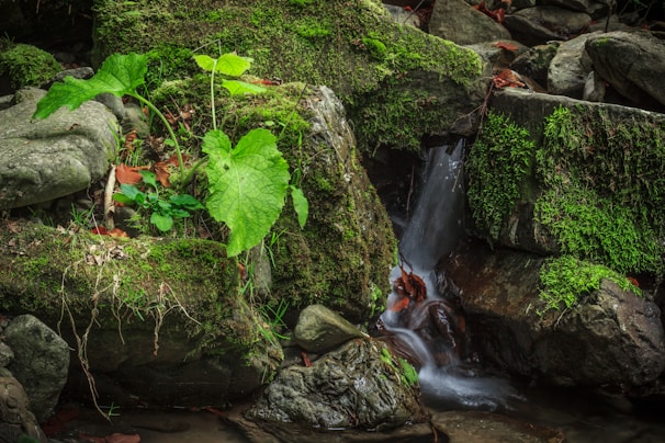 A small stream running through a lush green forest