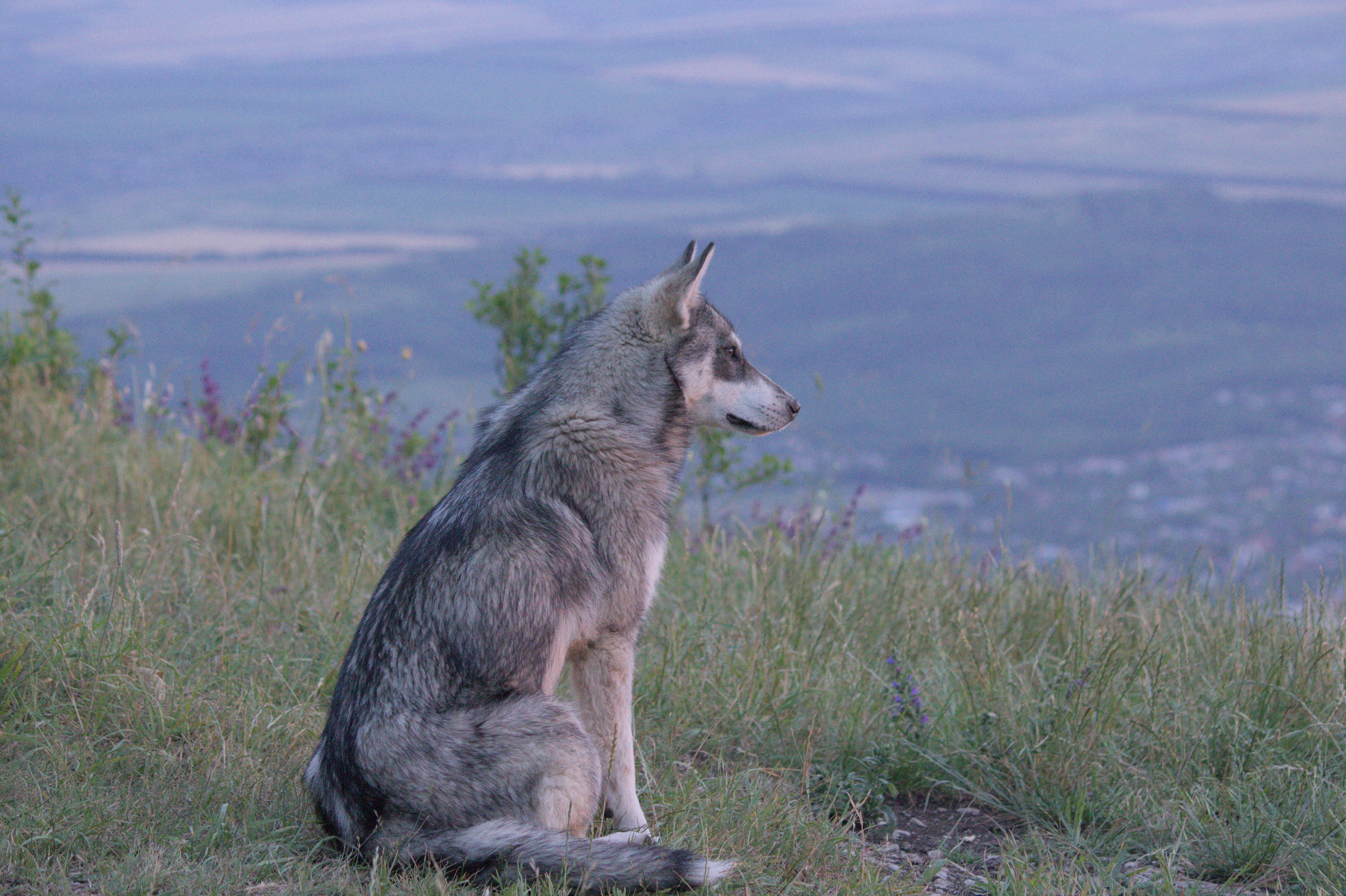 A dog sitting on top of a grass covered hill