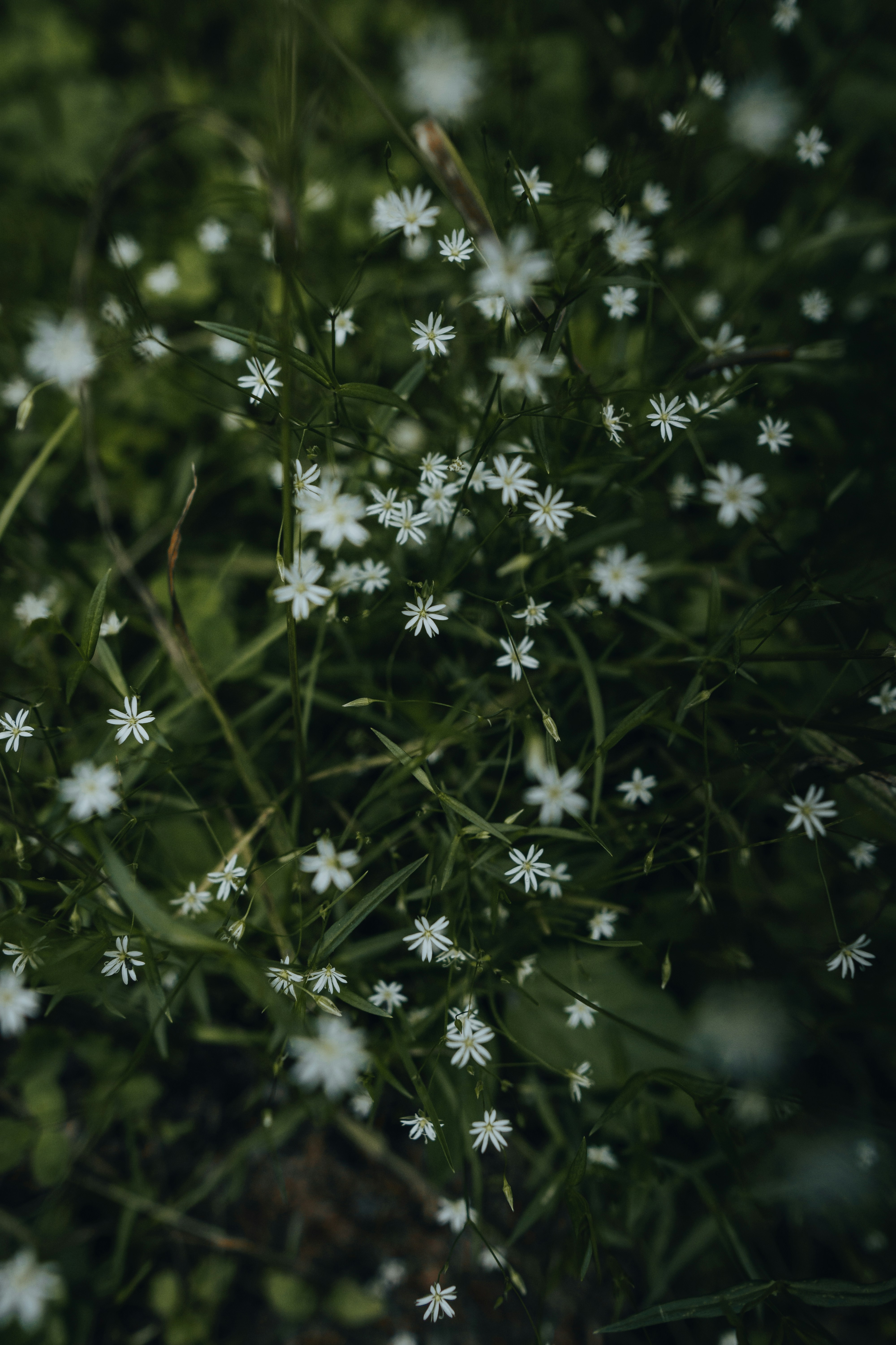 Photo by androwv