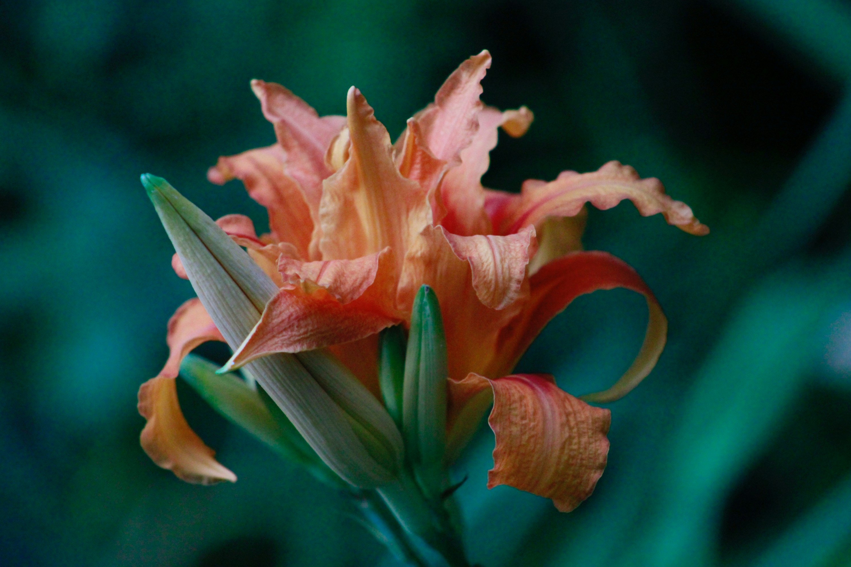 Photo by lisa_duqlaw