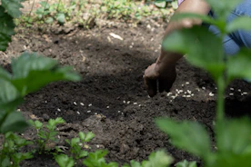A person digging in the dirt in a garden