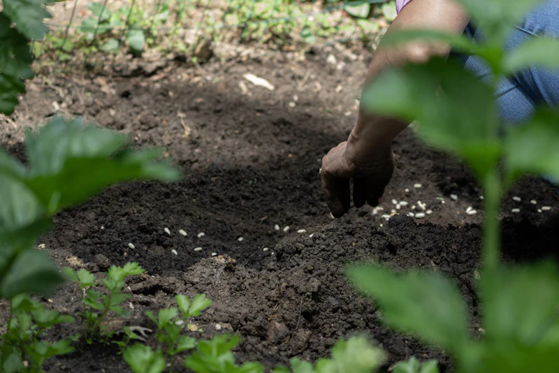 Hands tending a garden bed in freshly turned soil