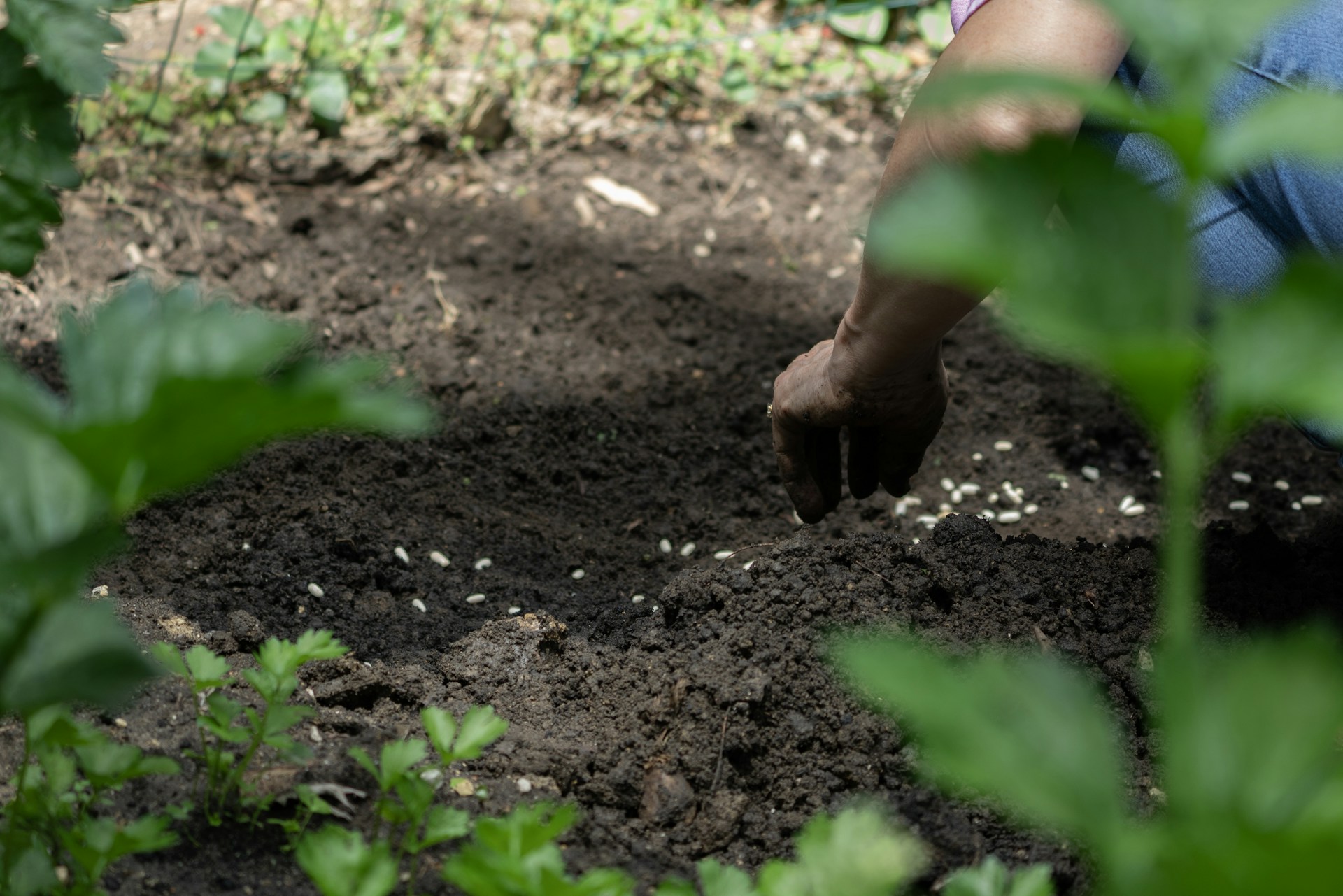 A person digging in the dirt in a garden