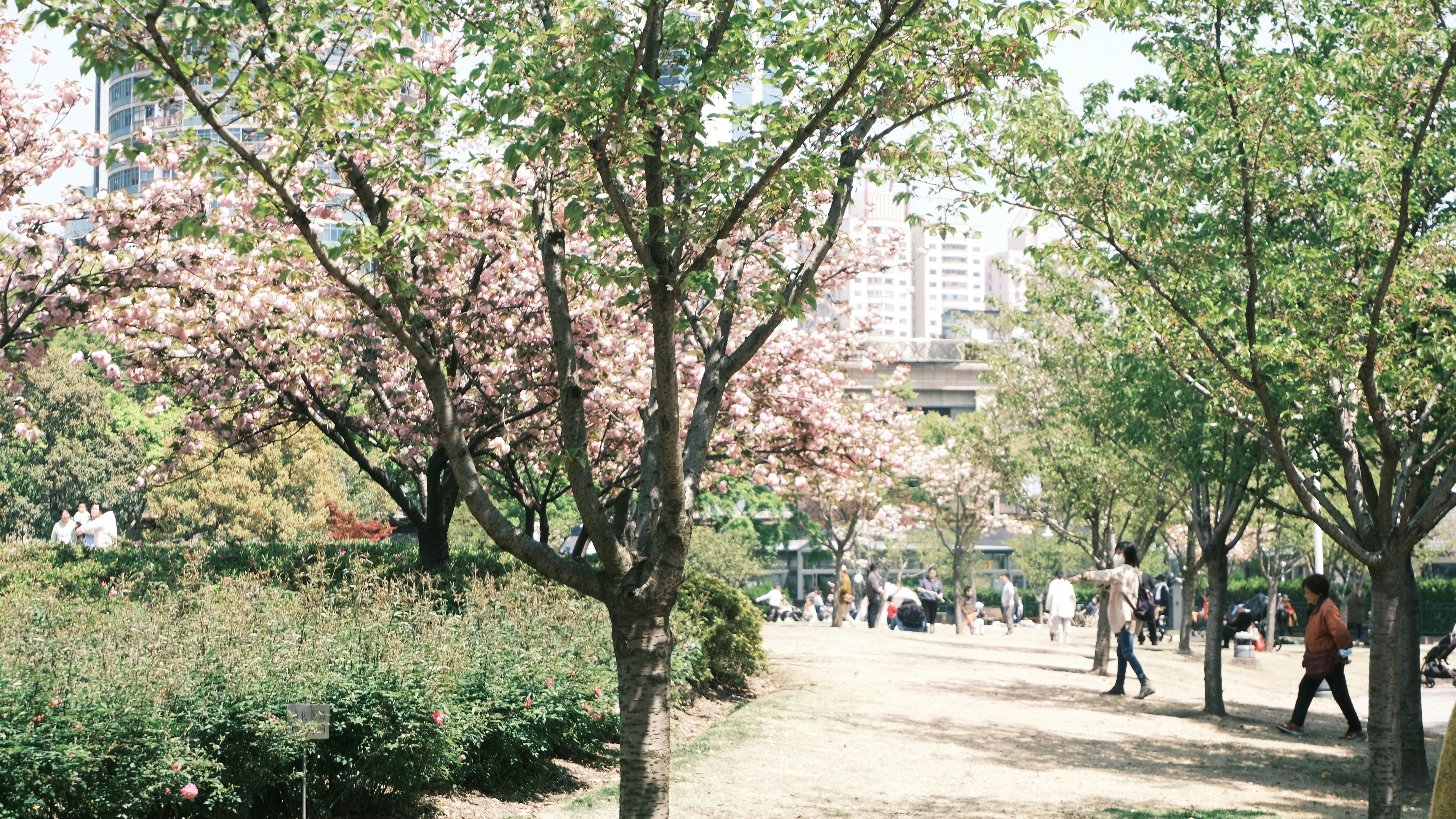 Nature Walk for Environmental Connection