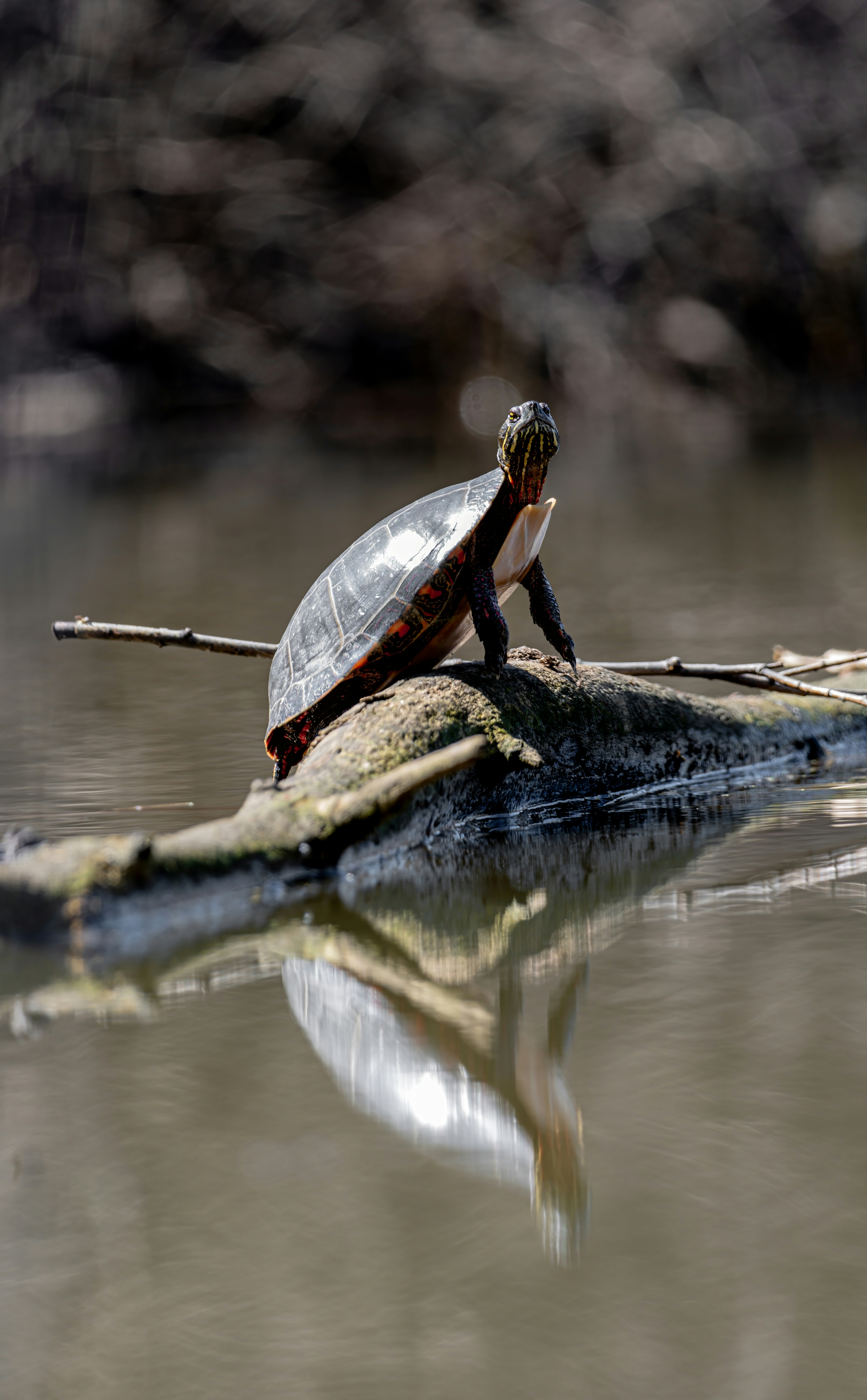 Photo by alexandredaoust