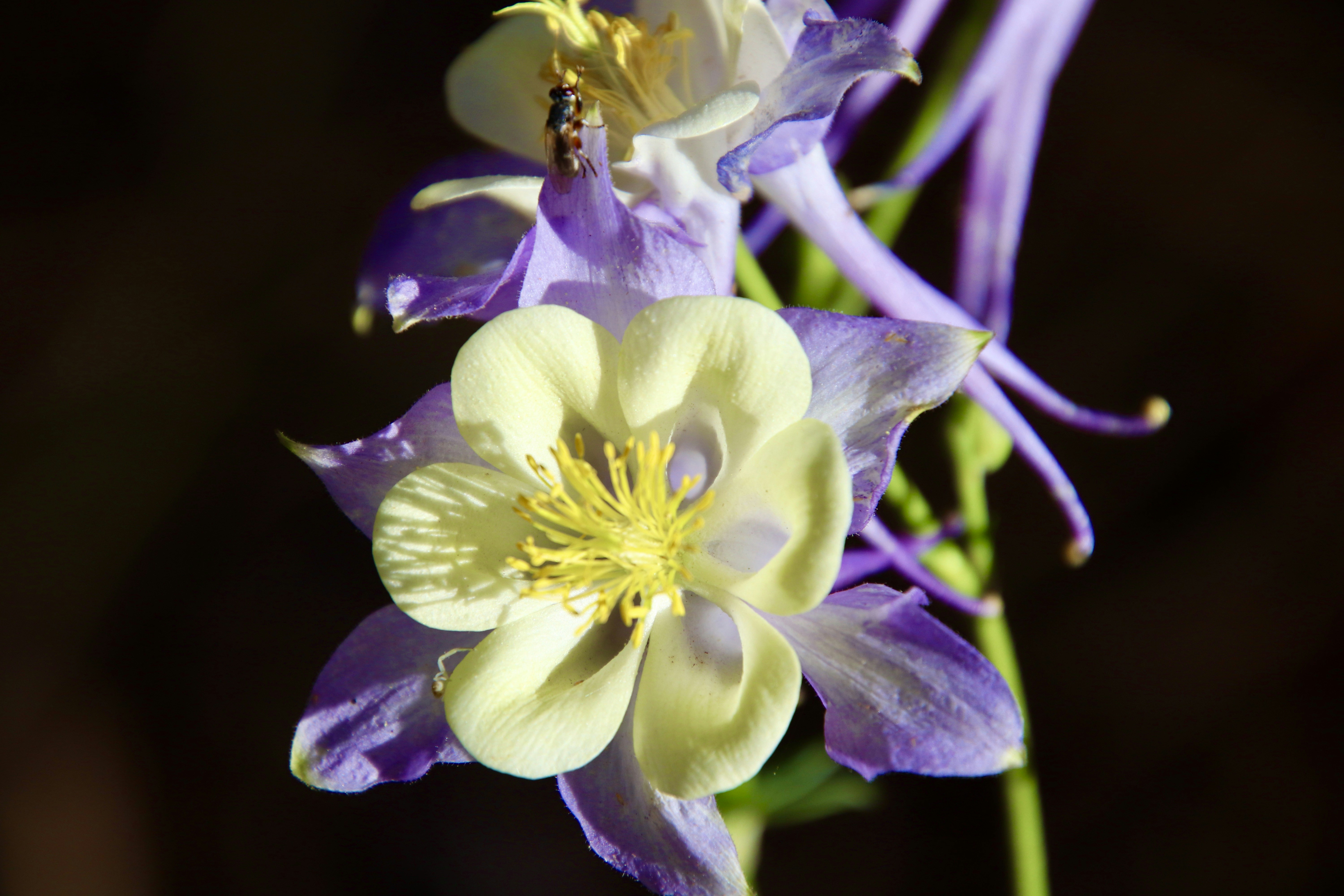 花瓶に生けられた紫と白の花のグループ